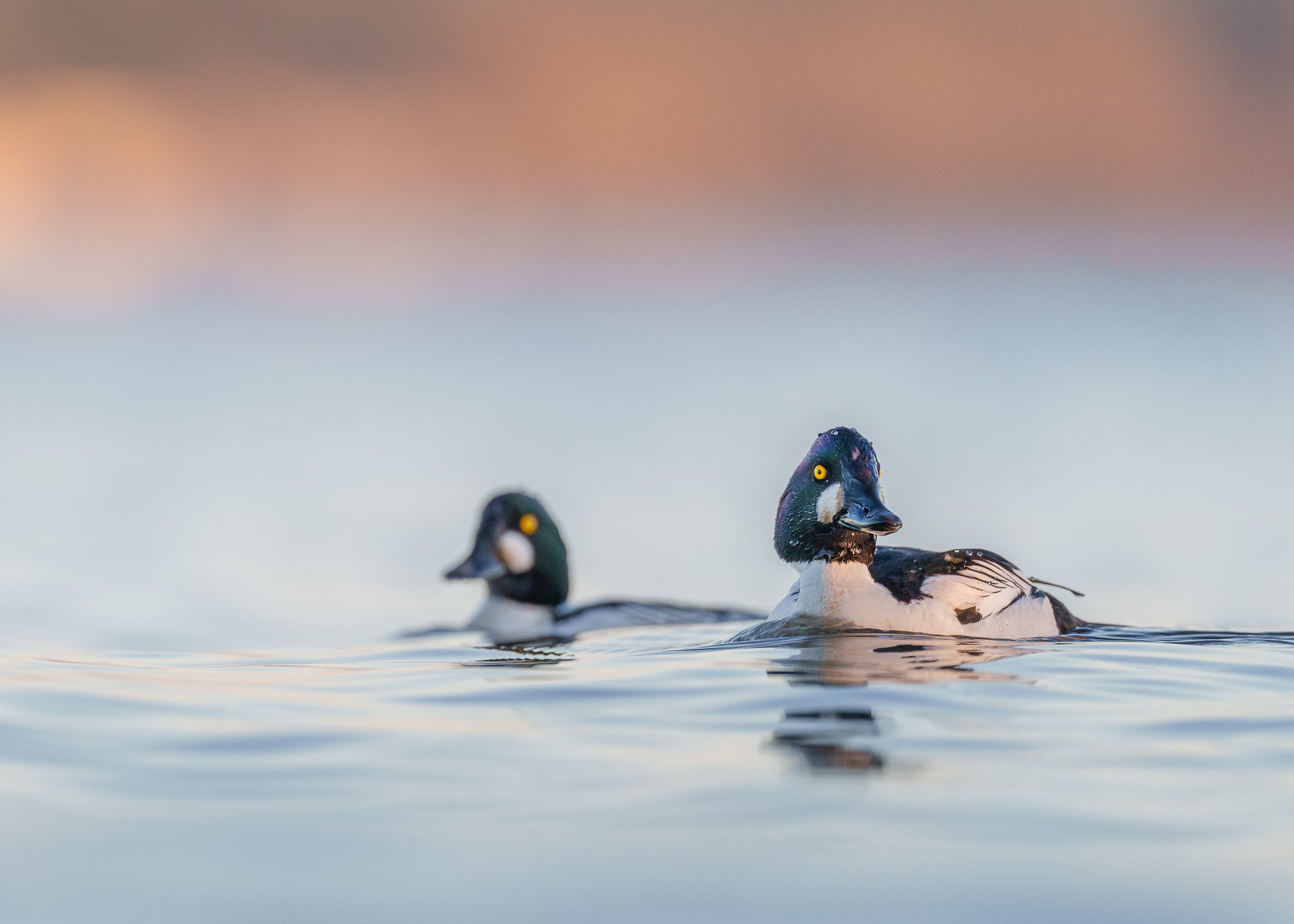 Reflections of Northern Lights Ducks