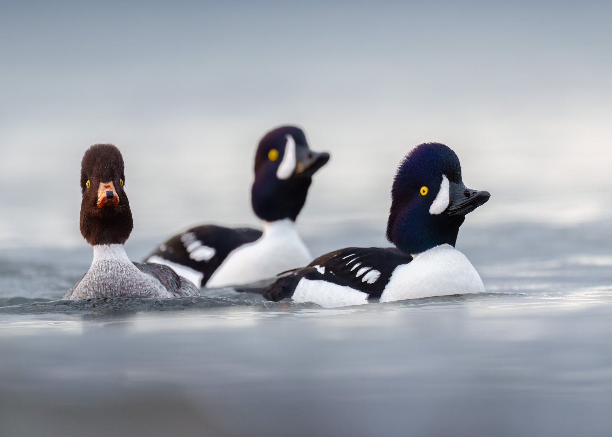 A group of Barrow's Goldeneyes