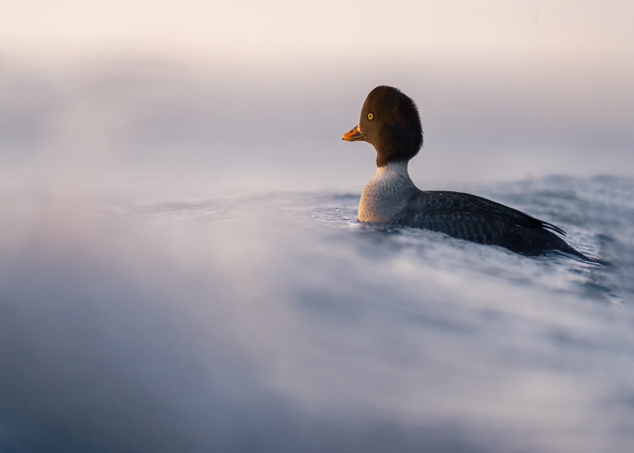 A female Barrow's Goldeneye on a wave