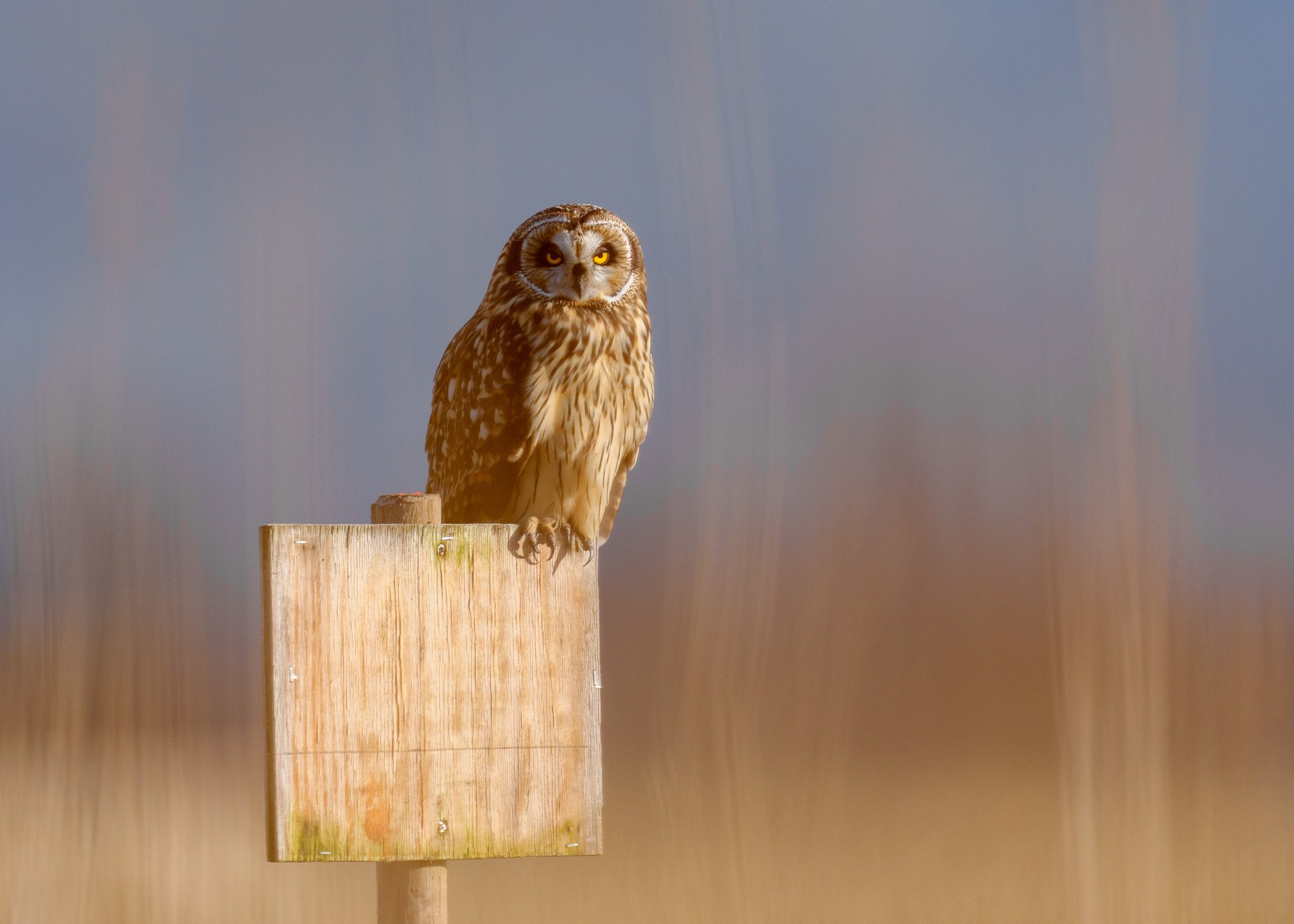 Owl Perched on Wooden Sign