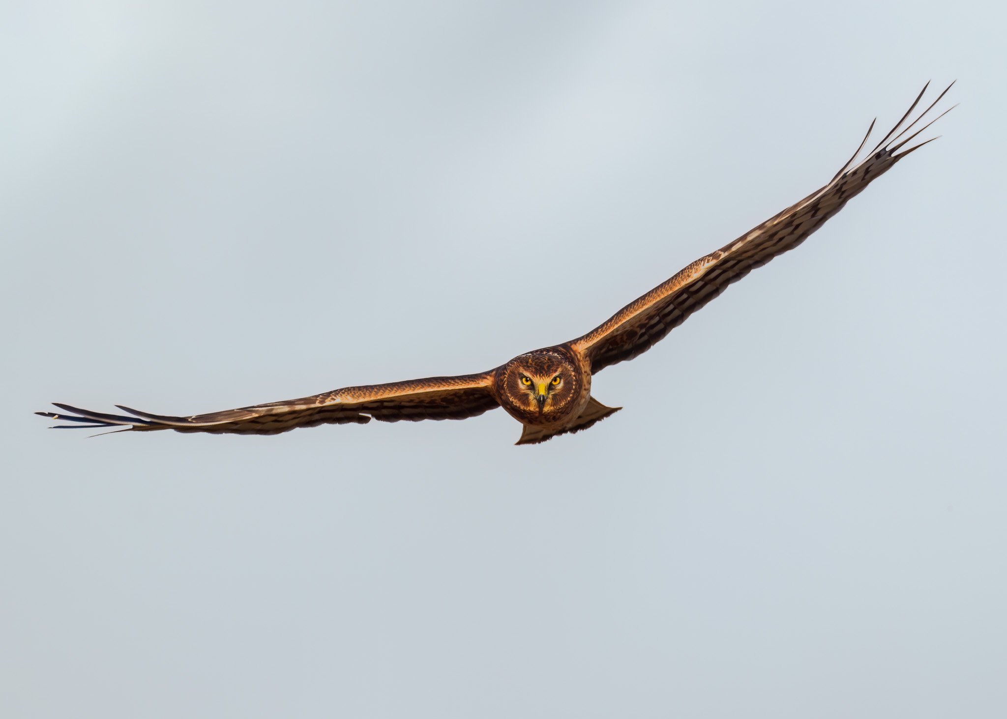 Majestic Owl in Flight