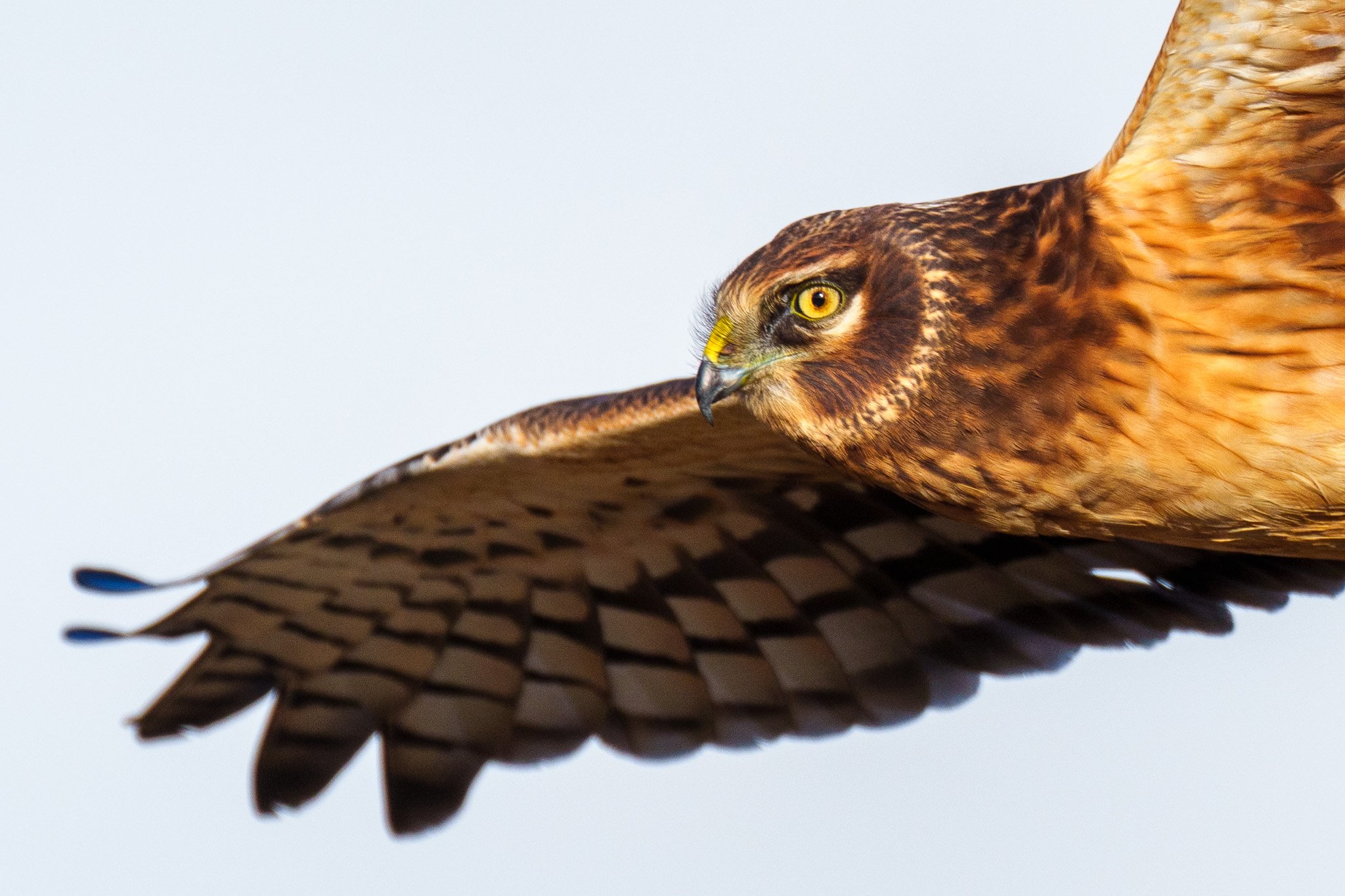 Golden Hawk in Radiant Light