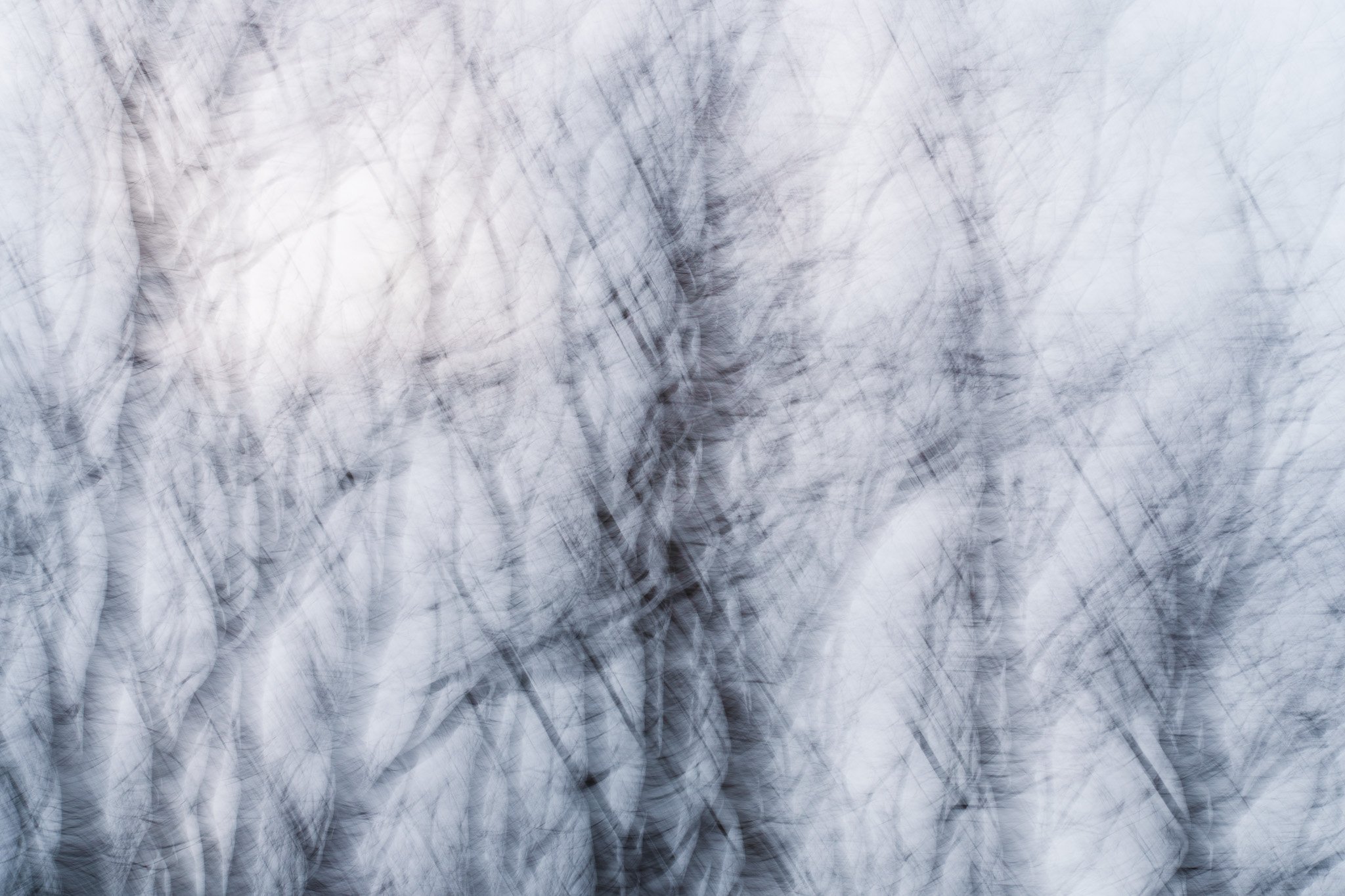 Shadows Among the Trees