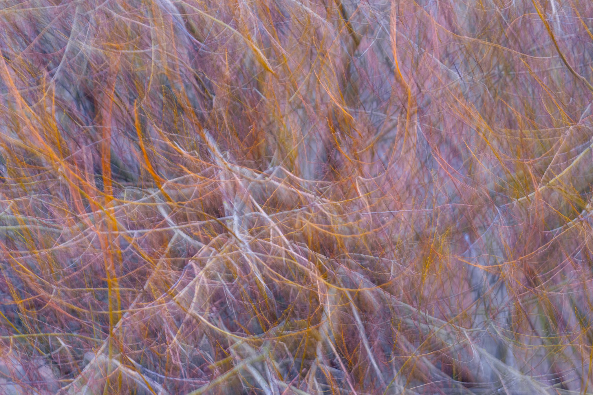 Orange Web Under Golden Light