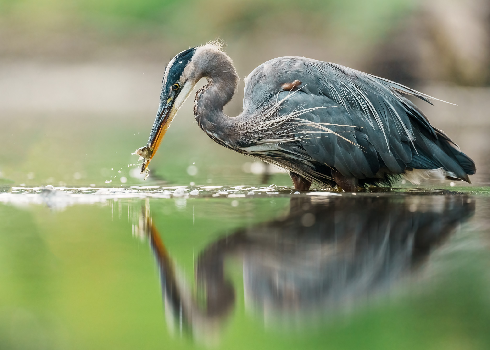 Serene Moment of Prey Capture