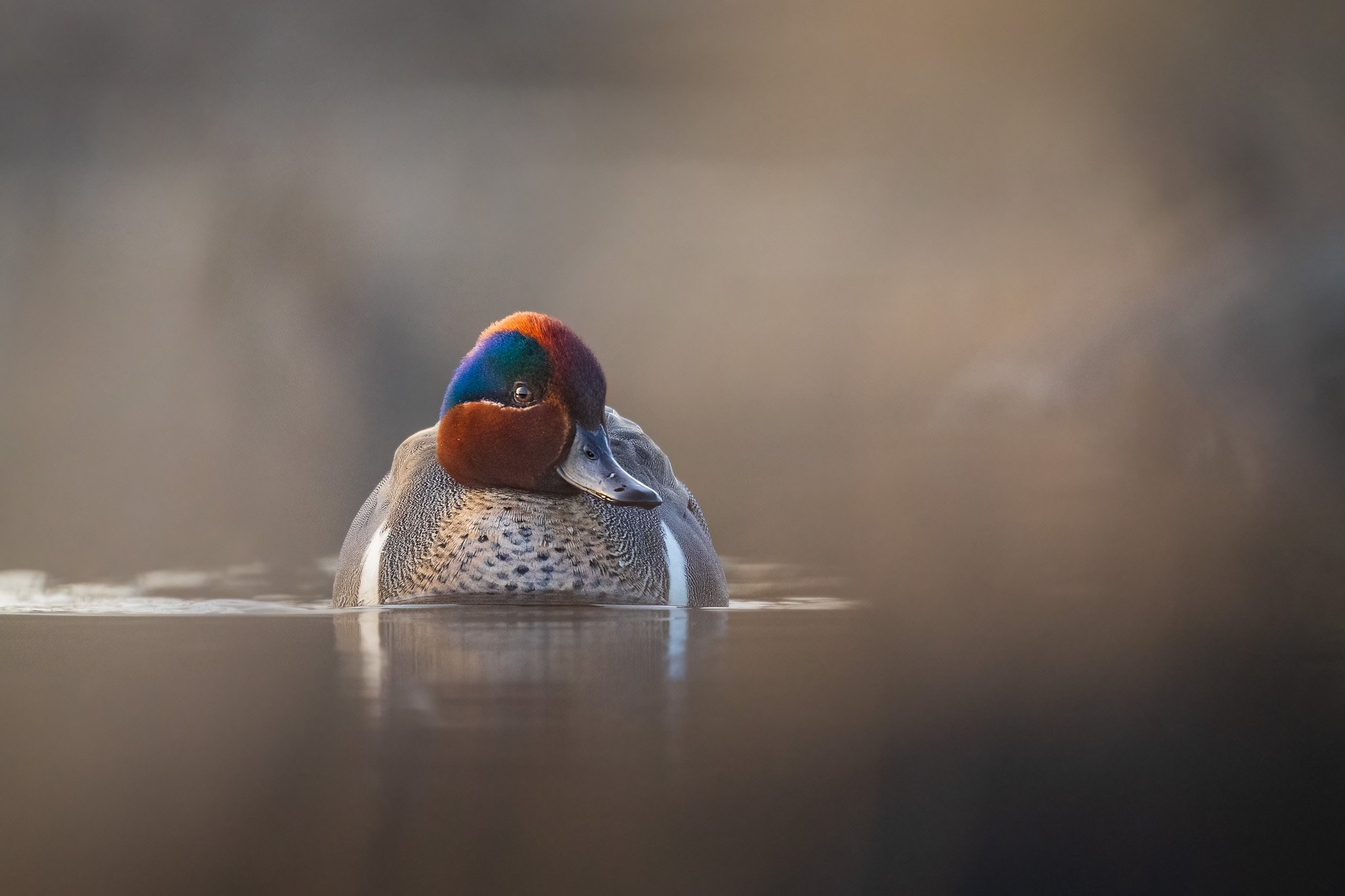 Duck in serene waters scene