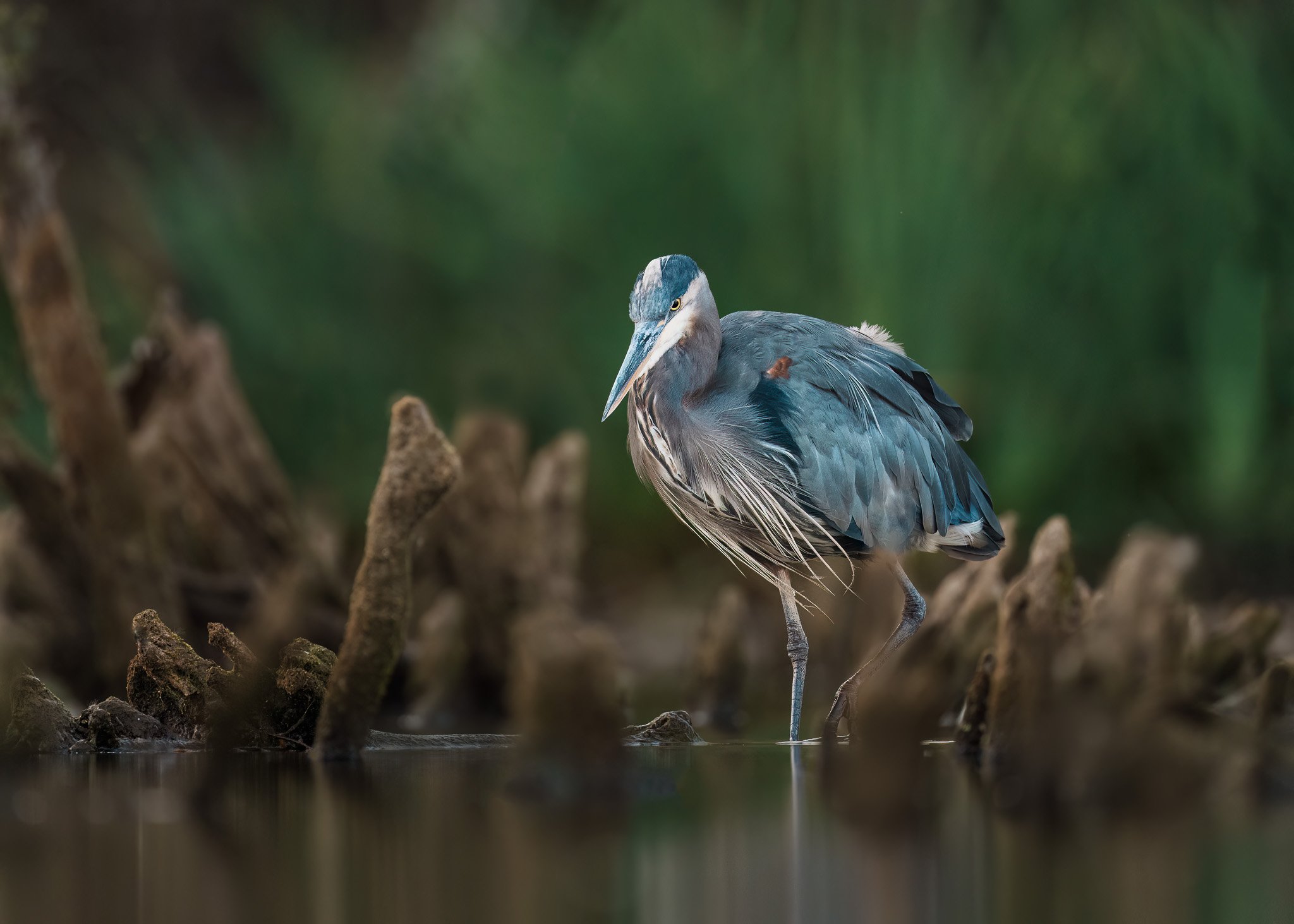 Great Blue Herons