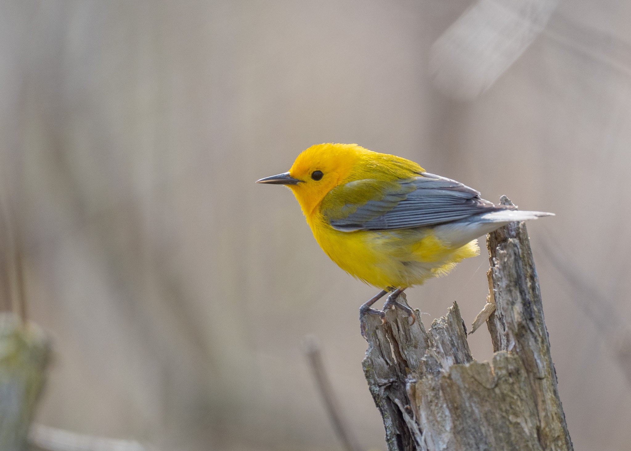 Blue-winged warbler