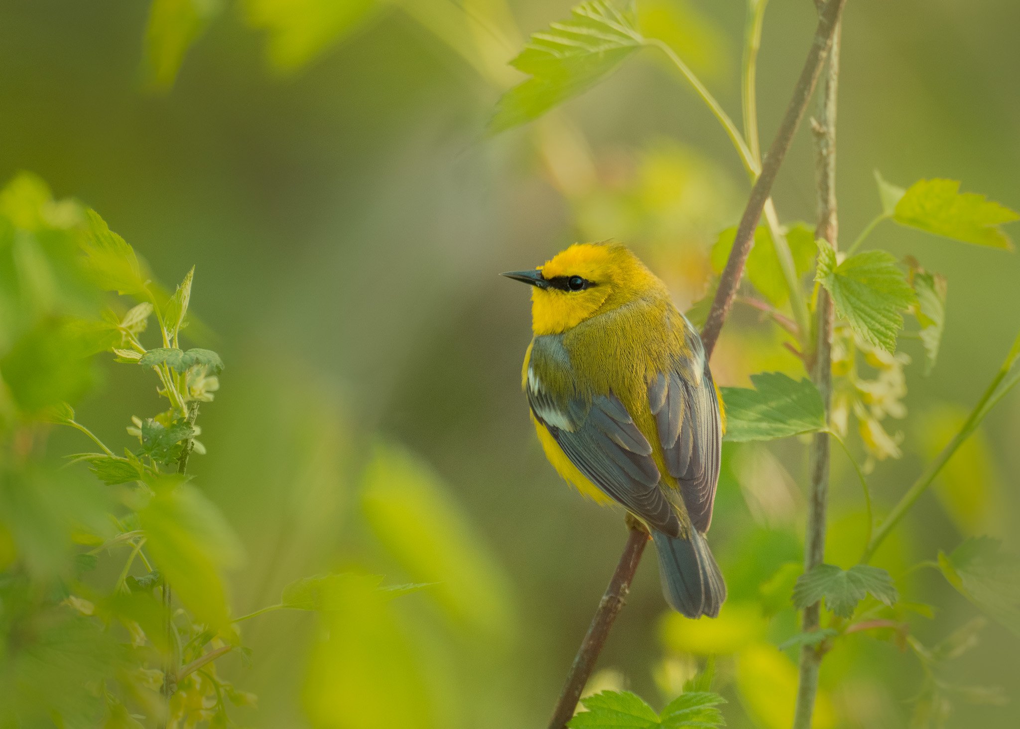 Yellow Bird Perched on Branch