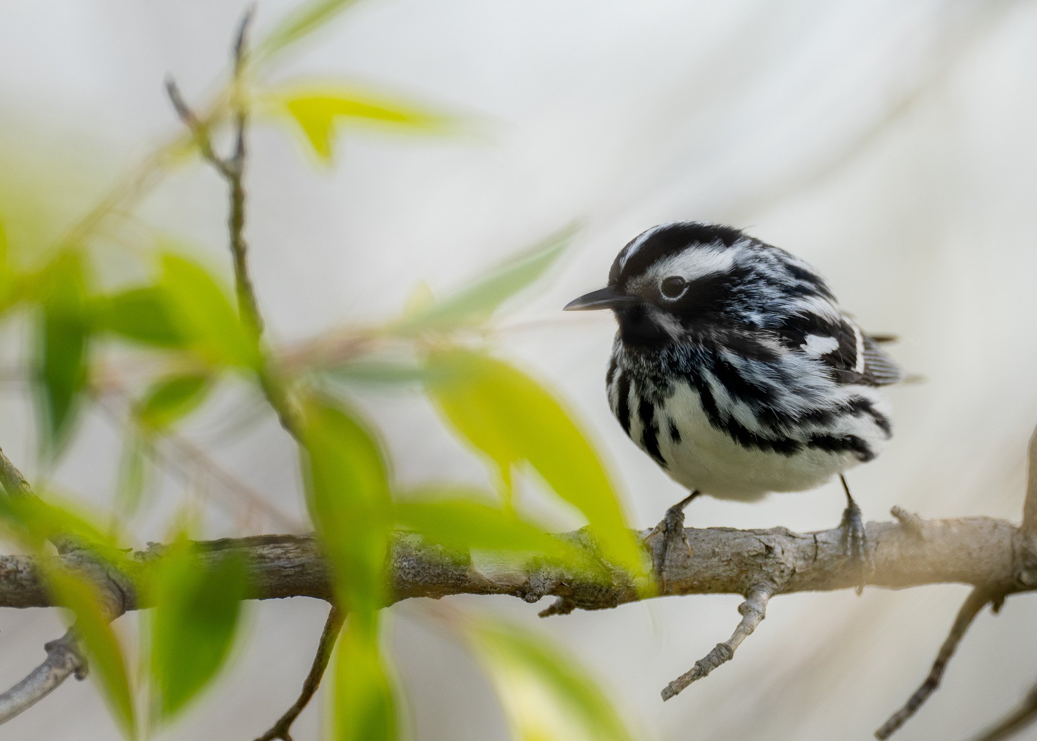 Black-and-white Warbler