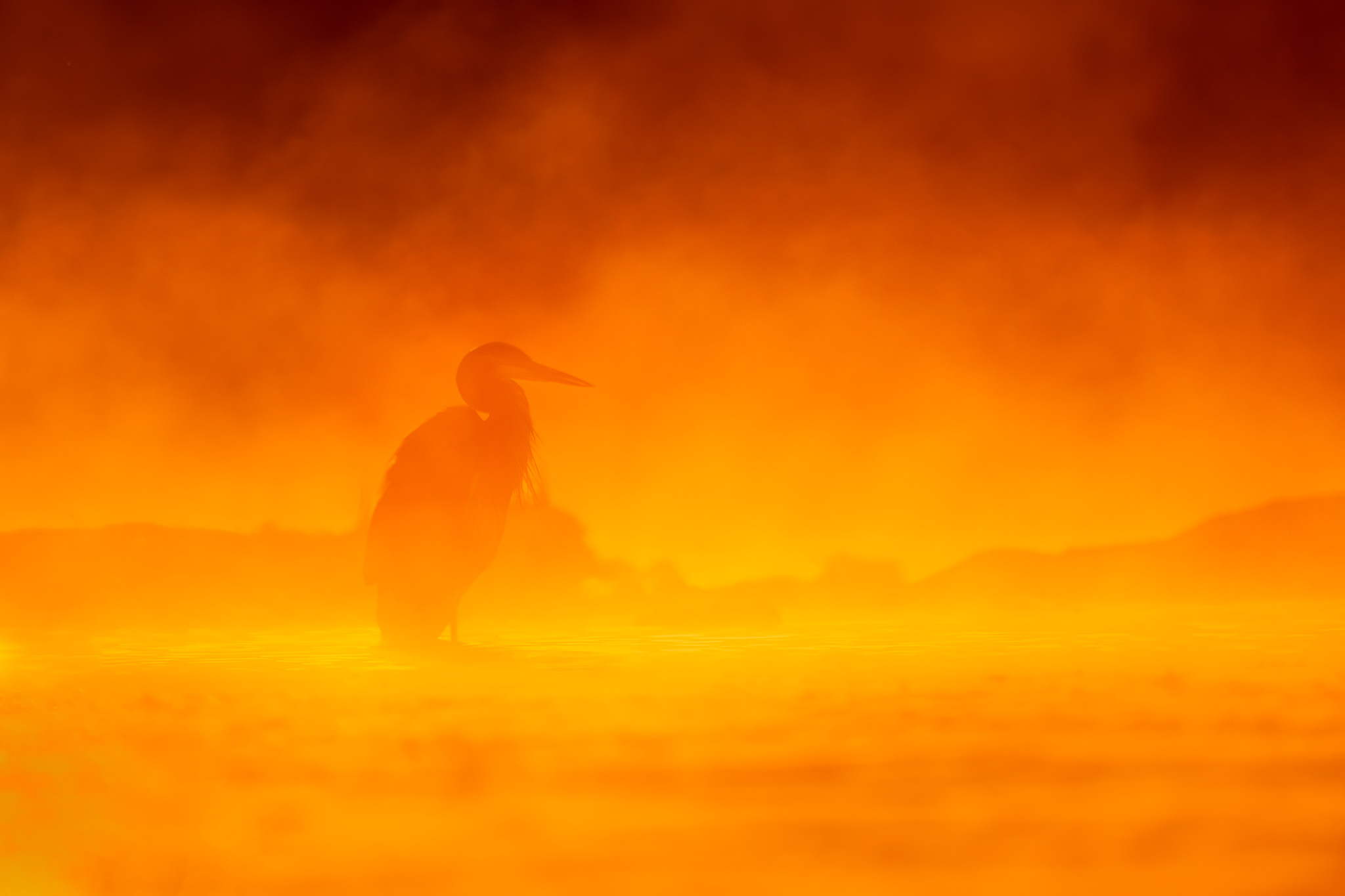 Shadow of the Heron