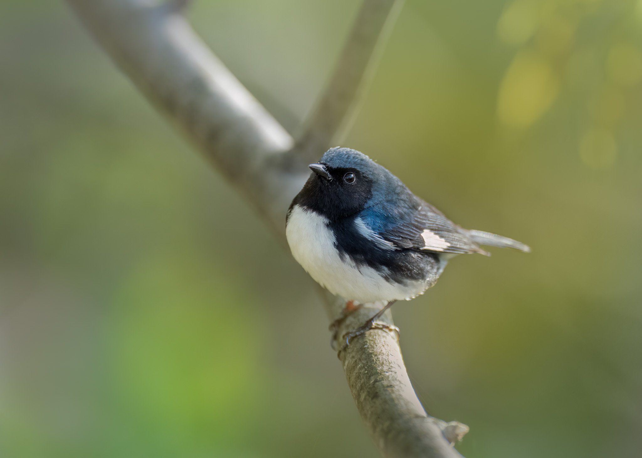 Black-throated Blue Warbler