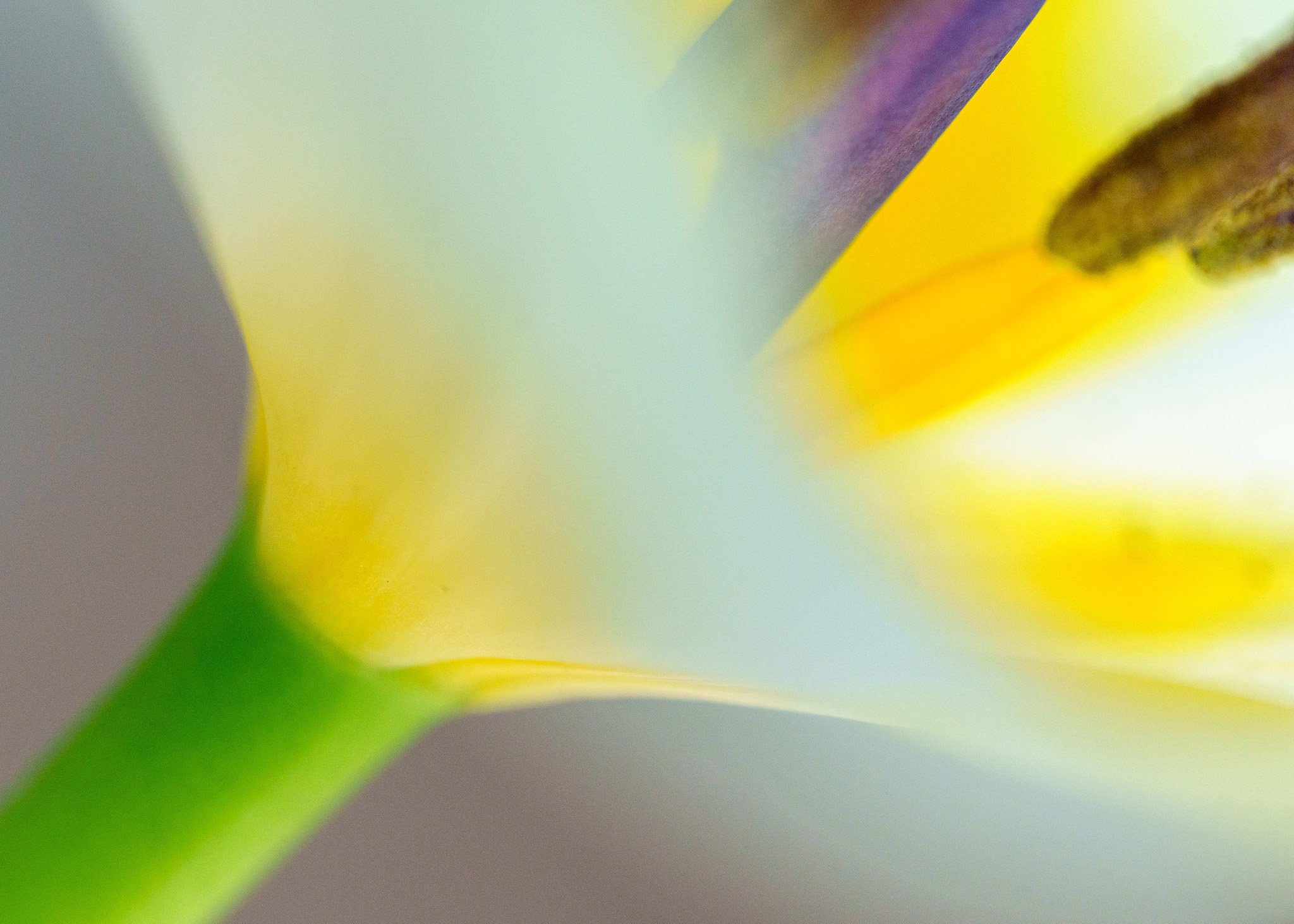 Blurred Floral Close-Up Beauty