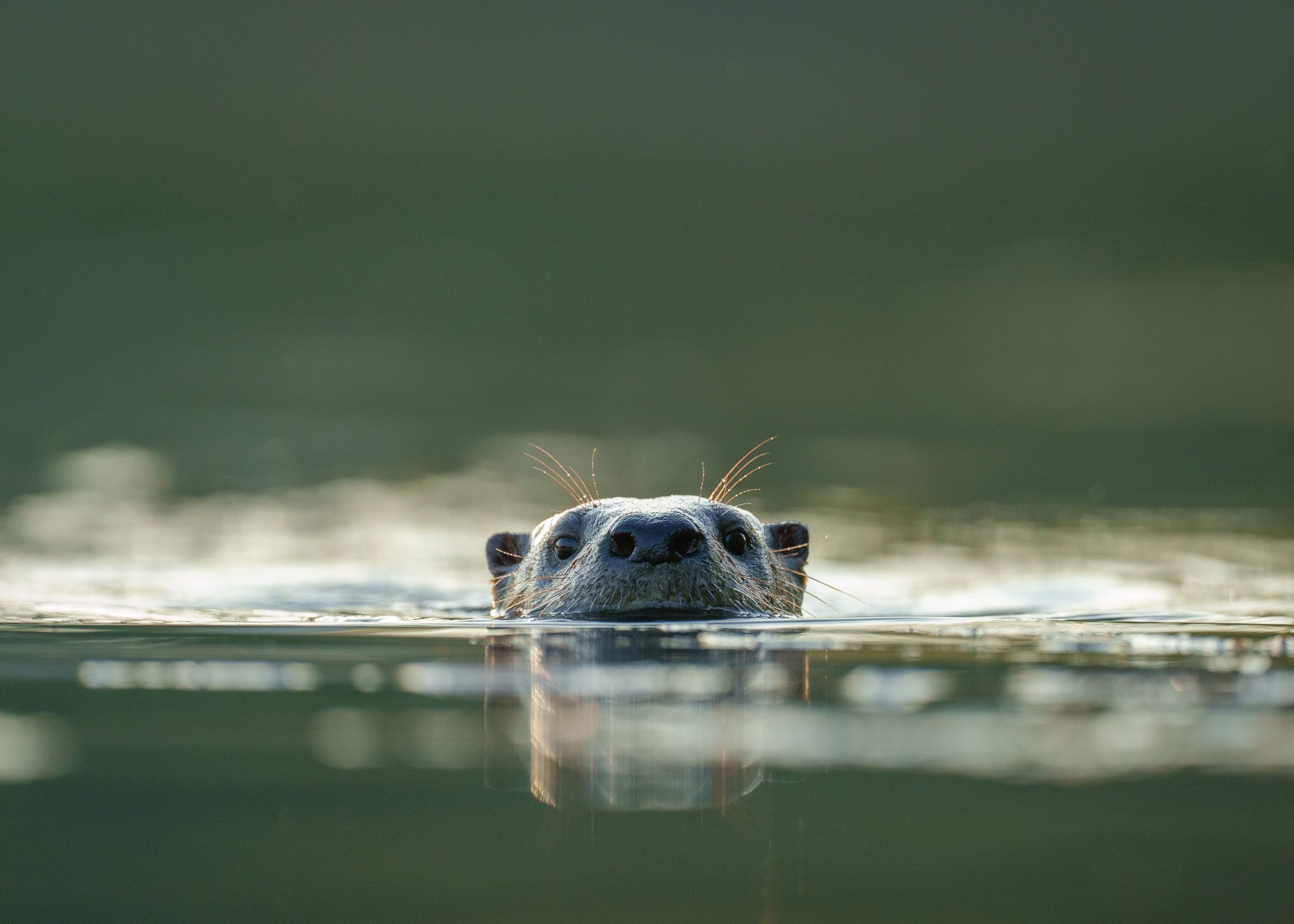 River Otter in Reflection