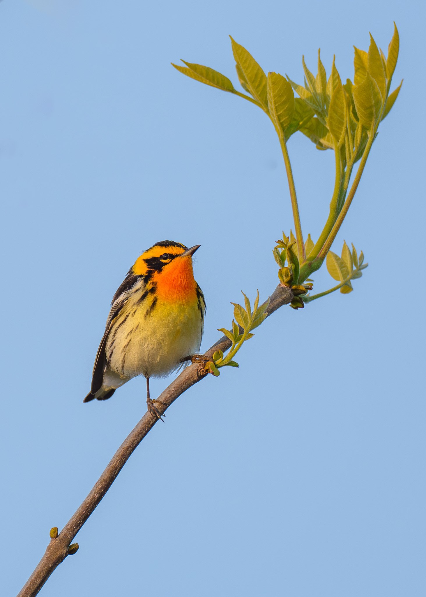 Blackburnian Warbler