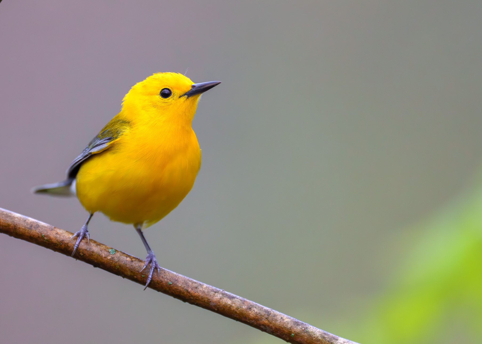 Twelve Warblers of the Eastern US