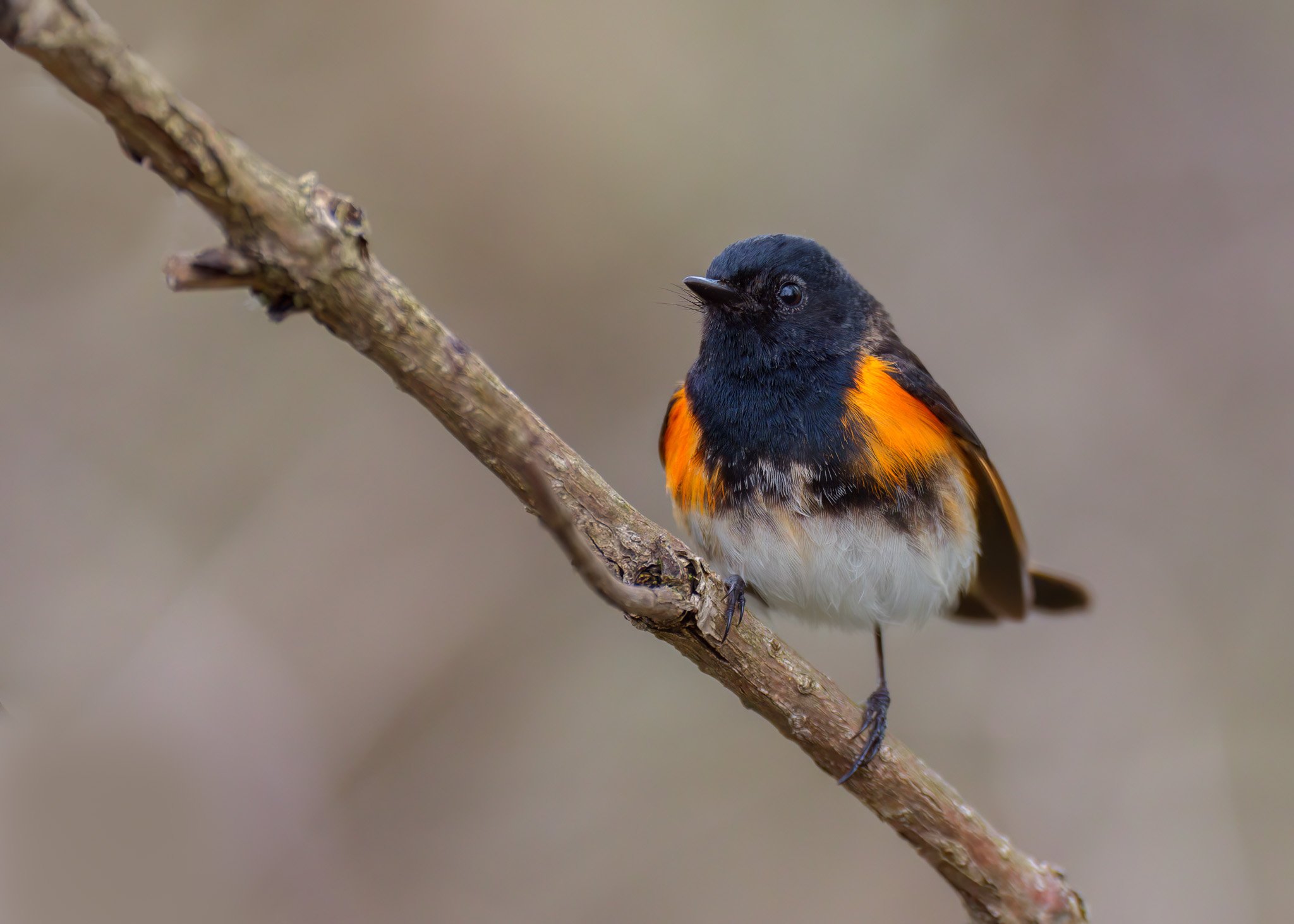 American Redstart
