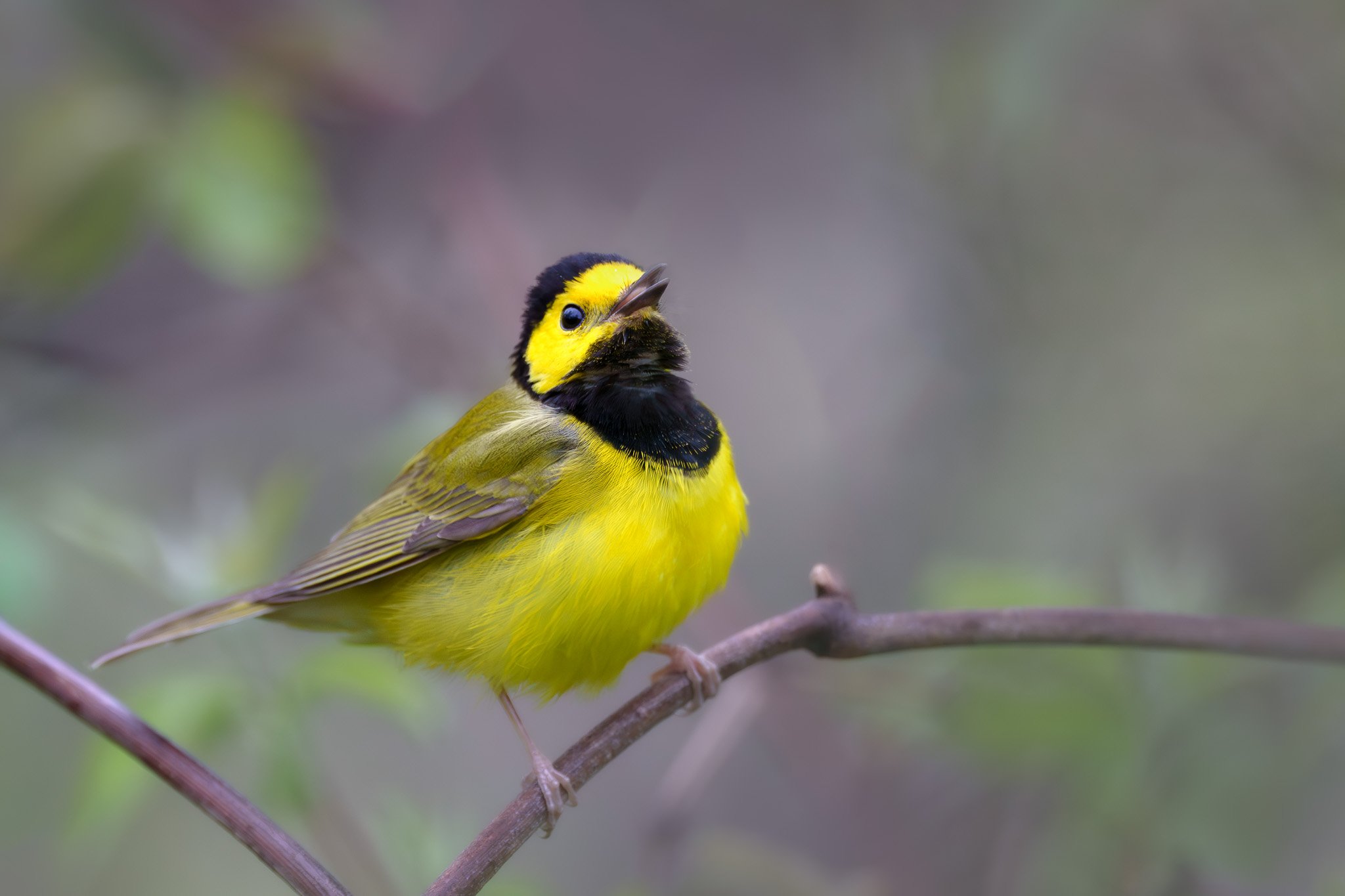 Hooded Warbler