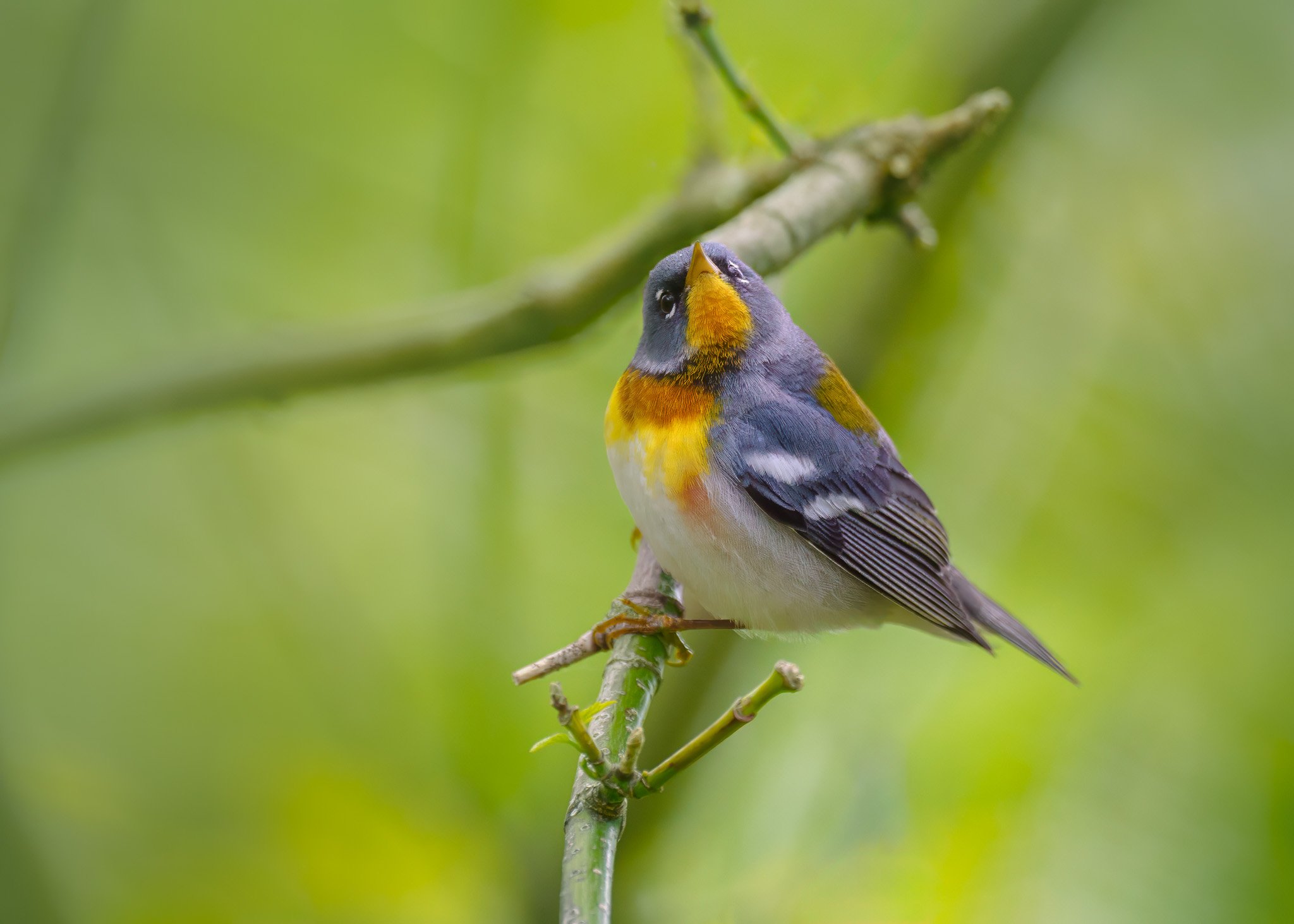 Northern Parula