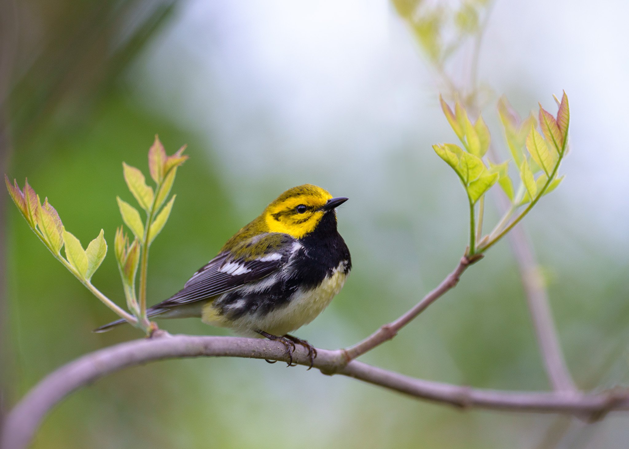Black-throated Green Warbler