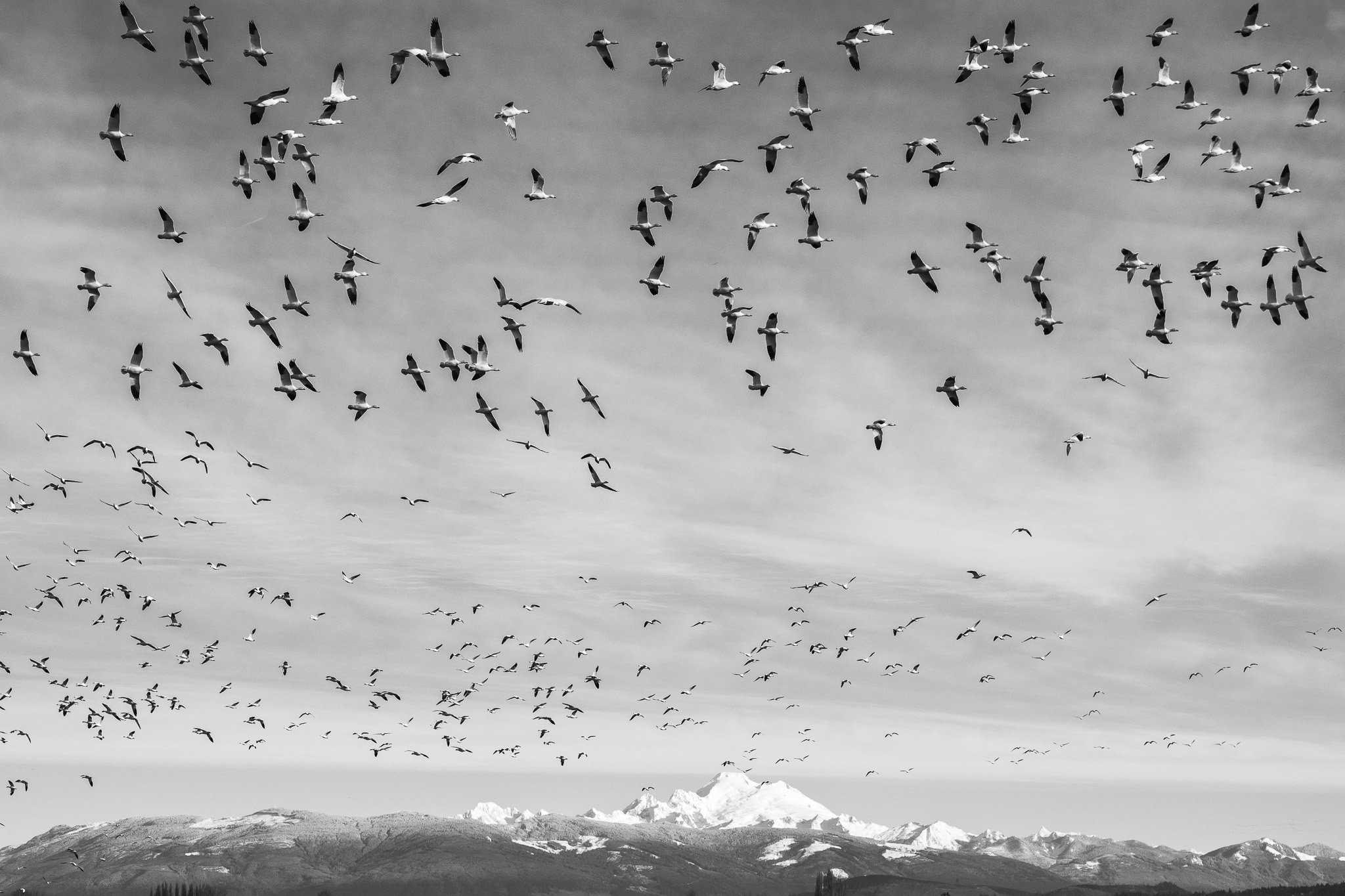 Birds Against the Mountain Range