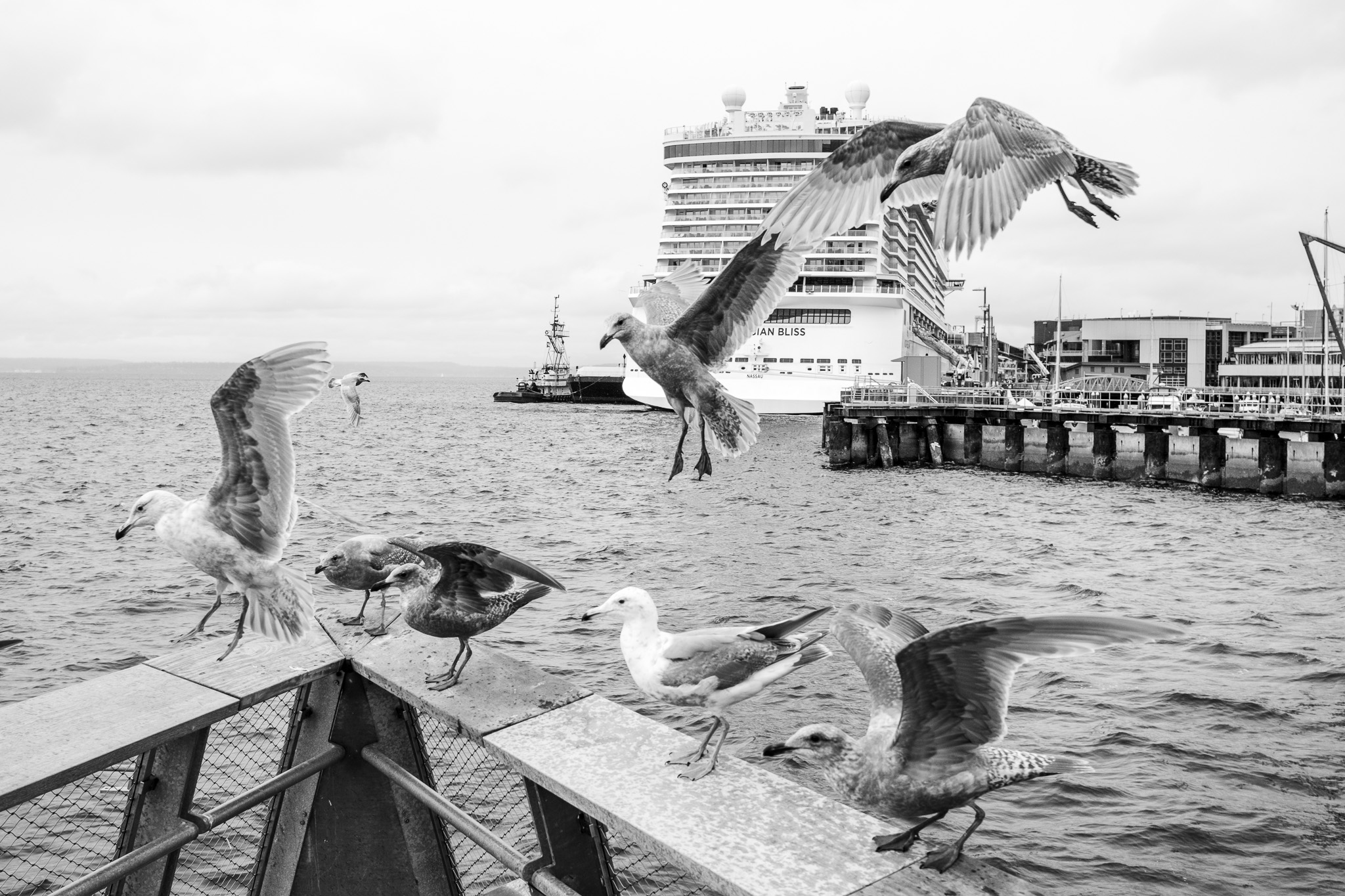 Seagulls on the Pier