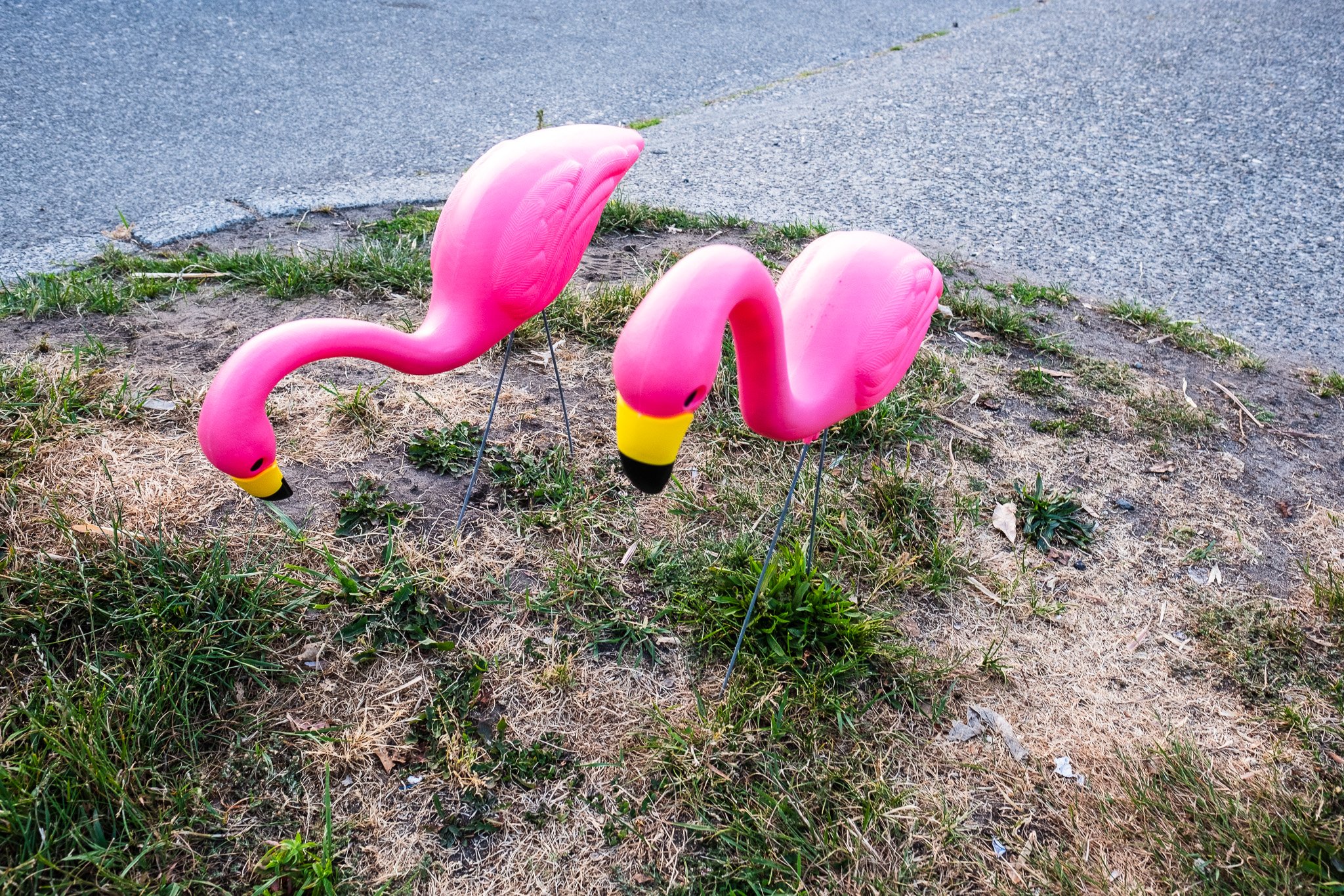 Pink Plastic Flamingos in Grass