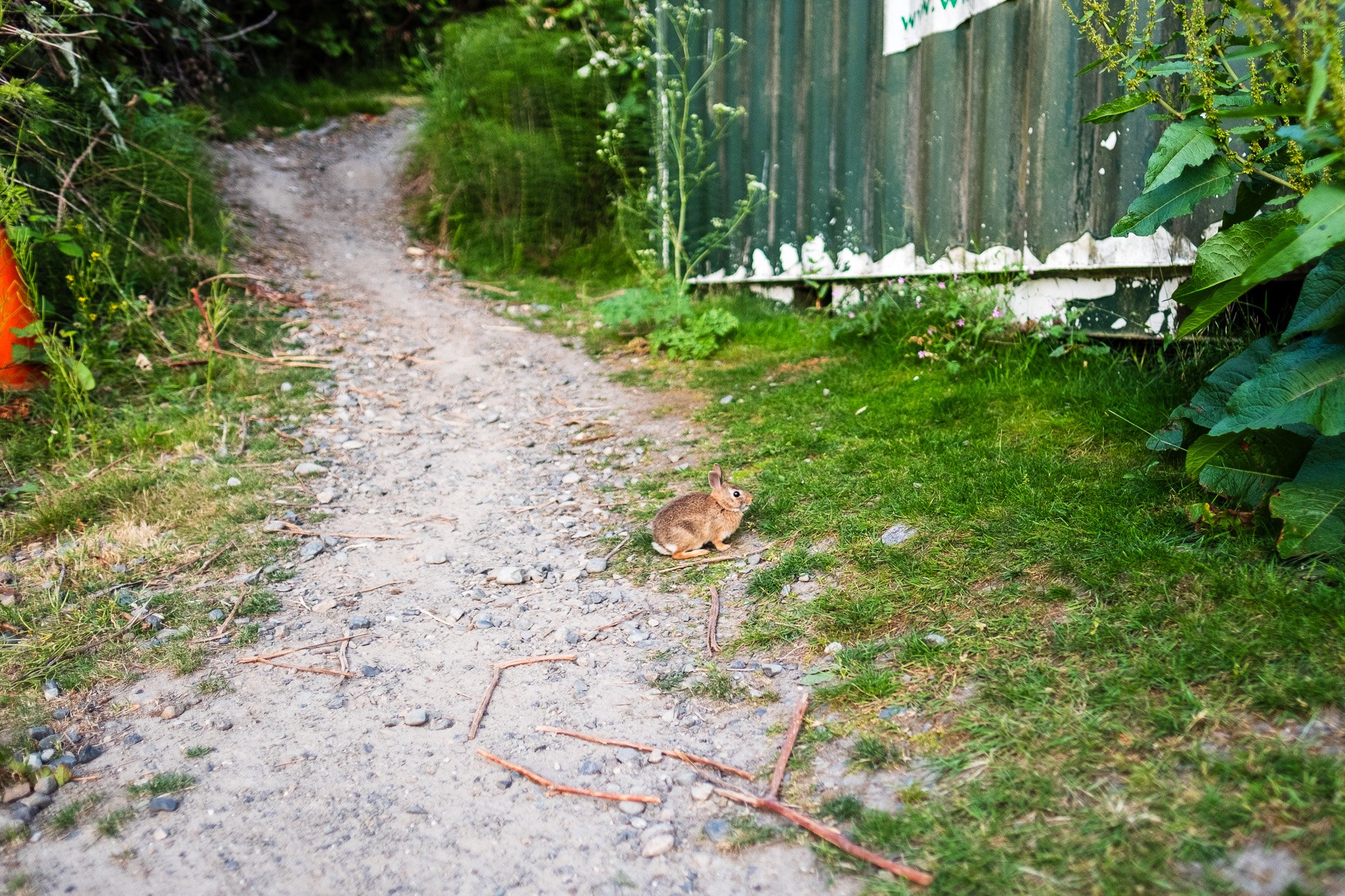 Hare on a Country Path