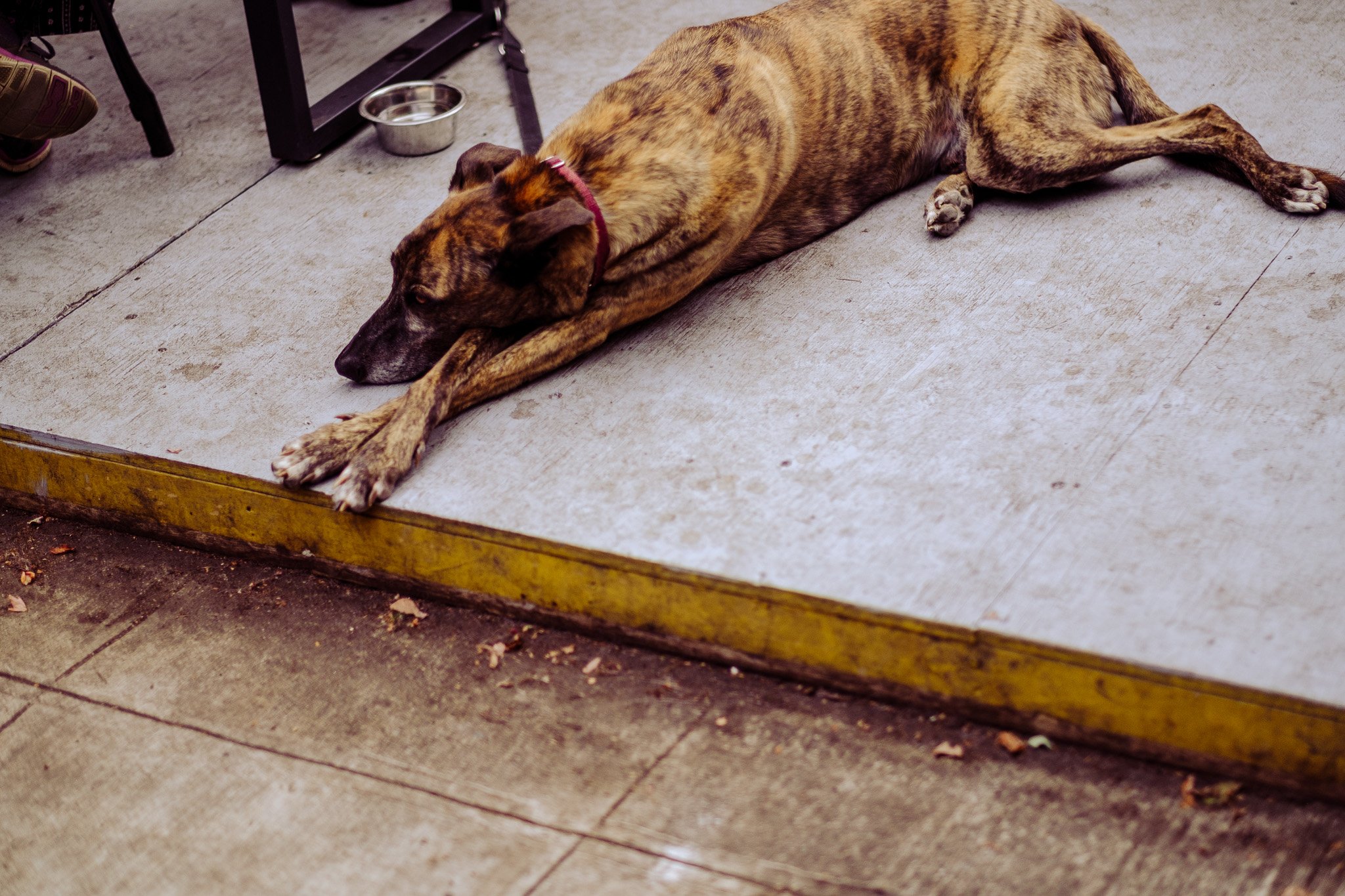 Dog on Concrete Ground