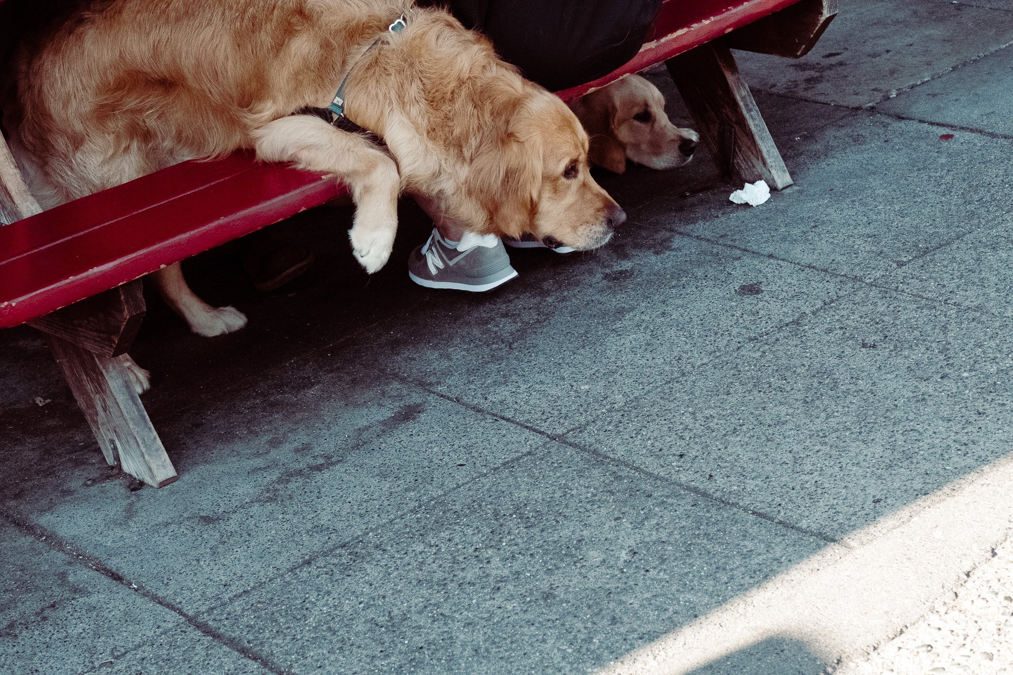 Canine Focus on the Ground