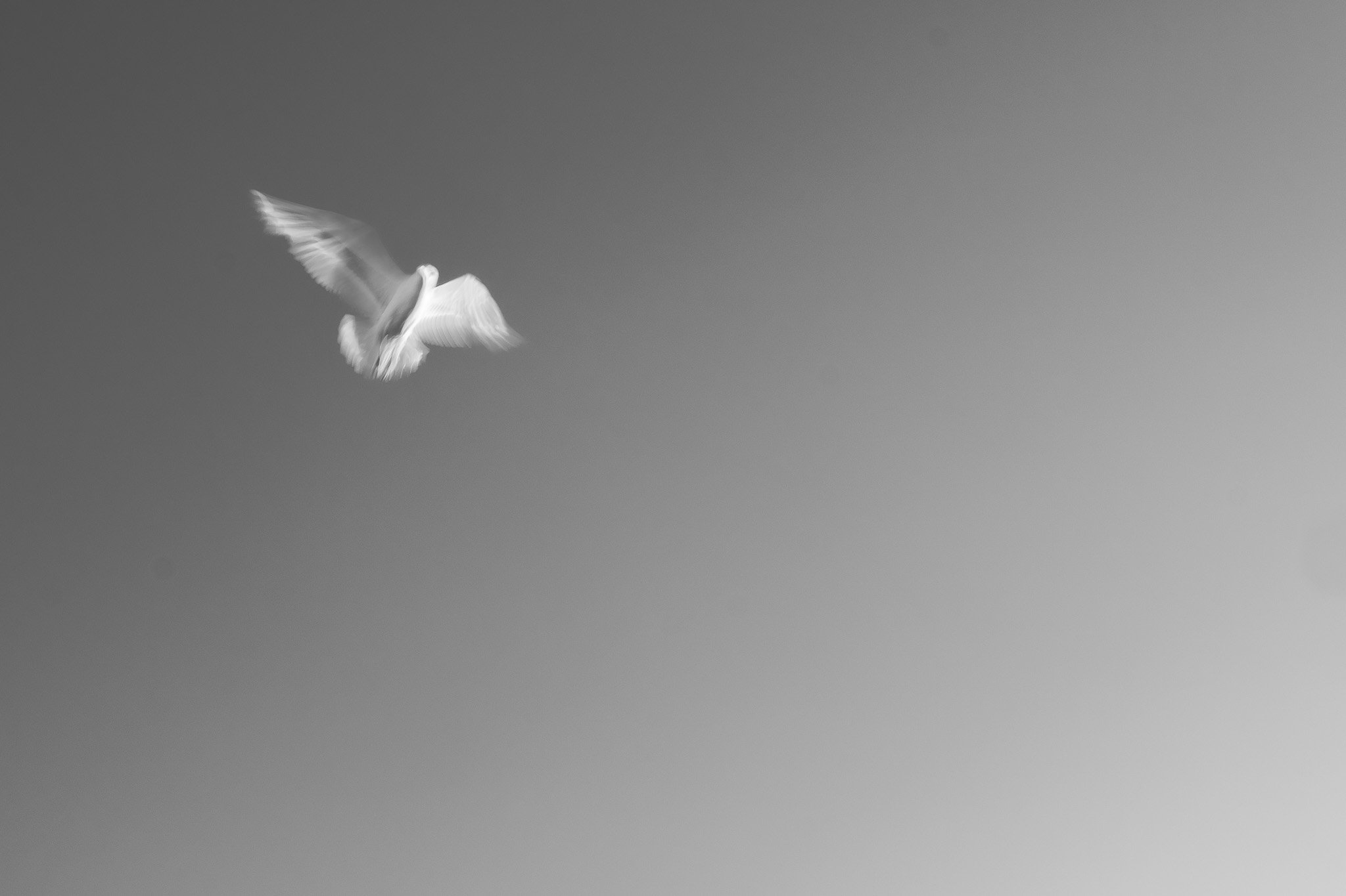 Gull at 35mm; slow