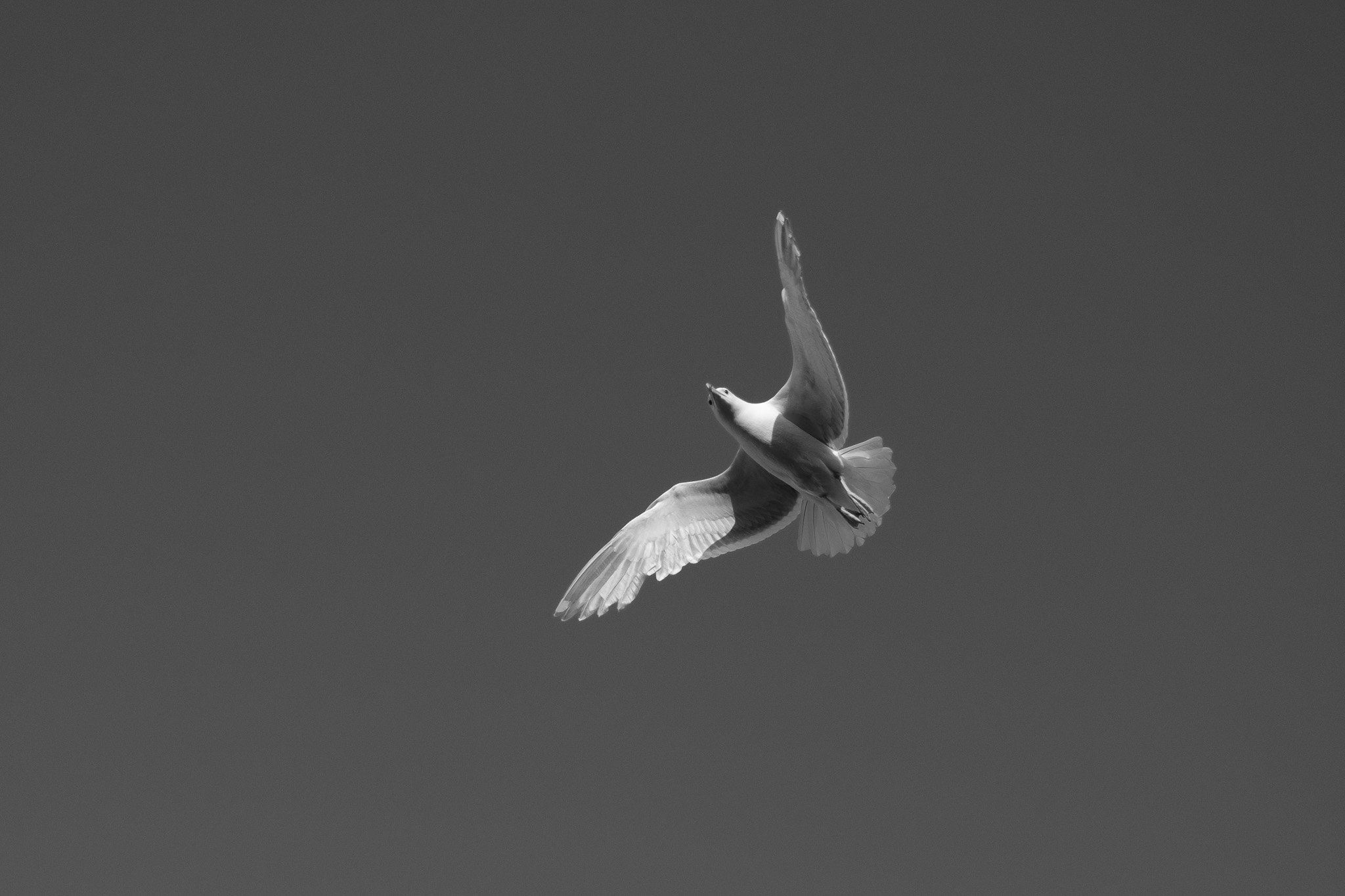 Gull at 35mm; fast