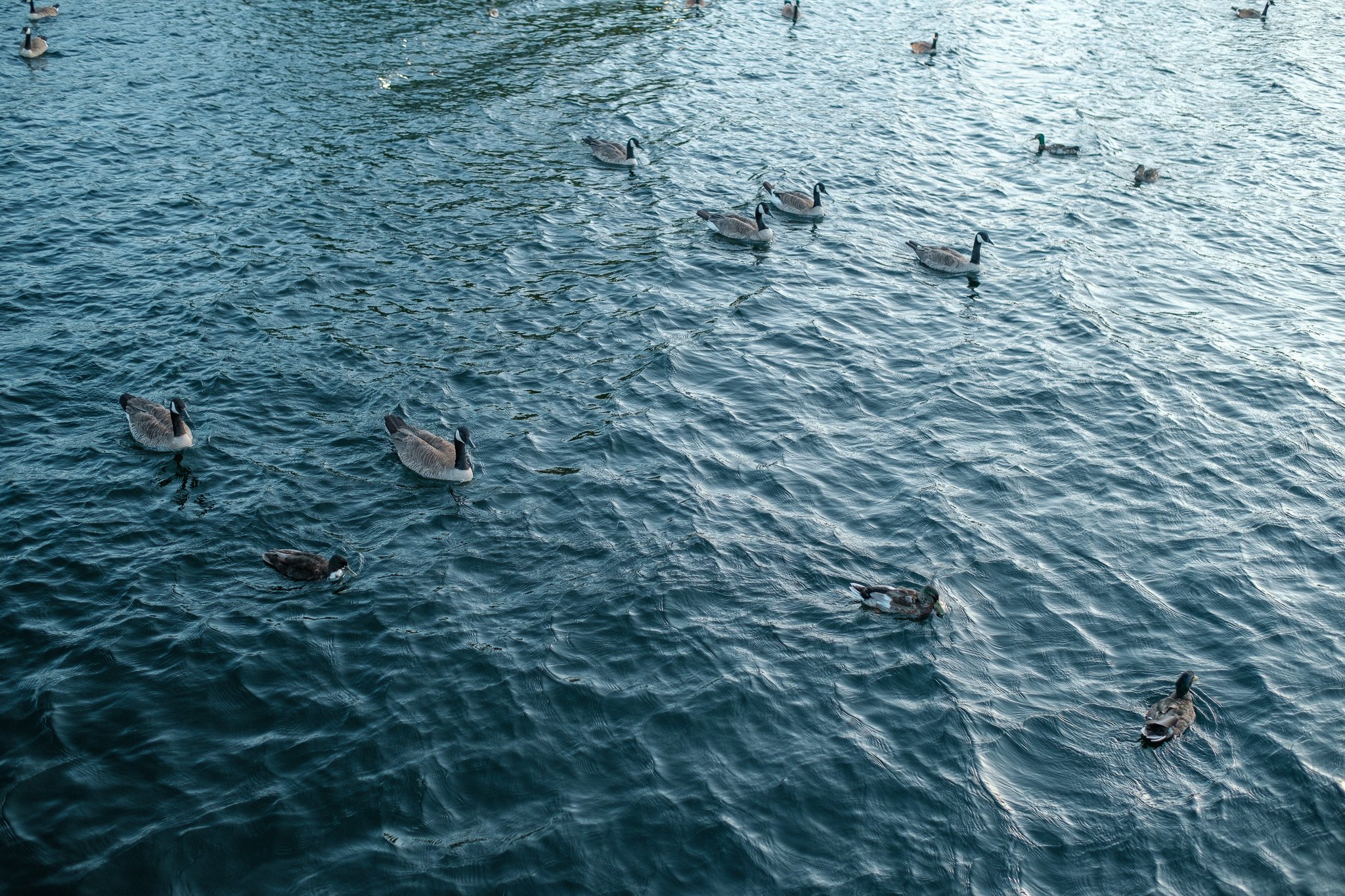Geese and ducks