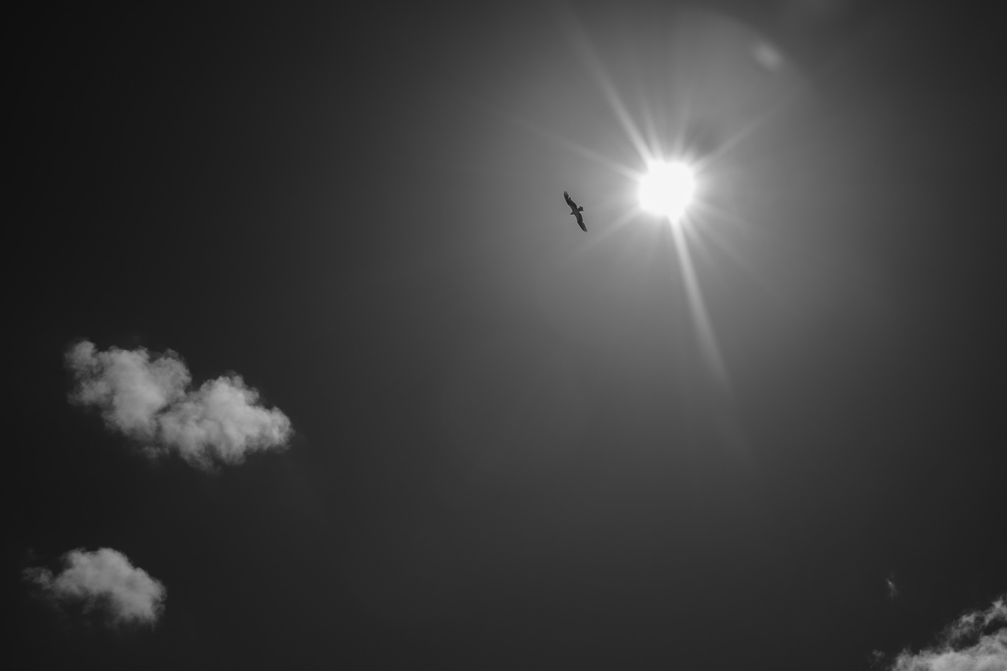Osprey