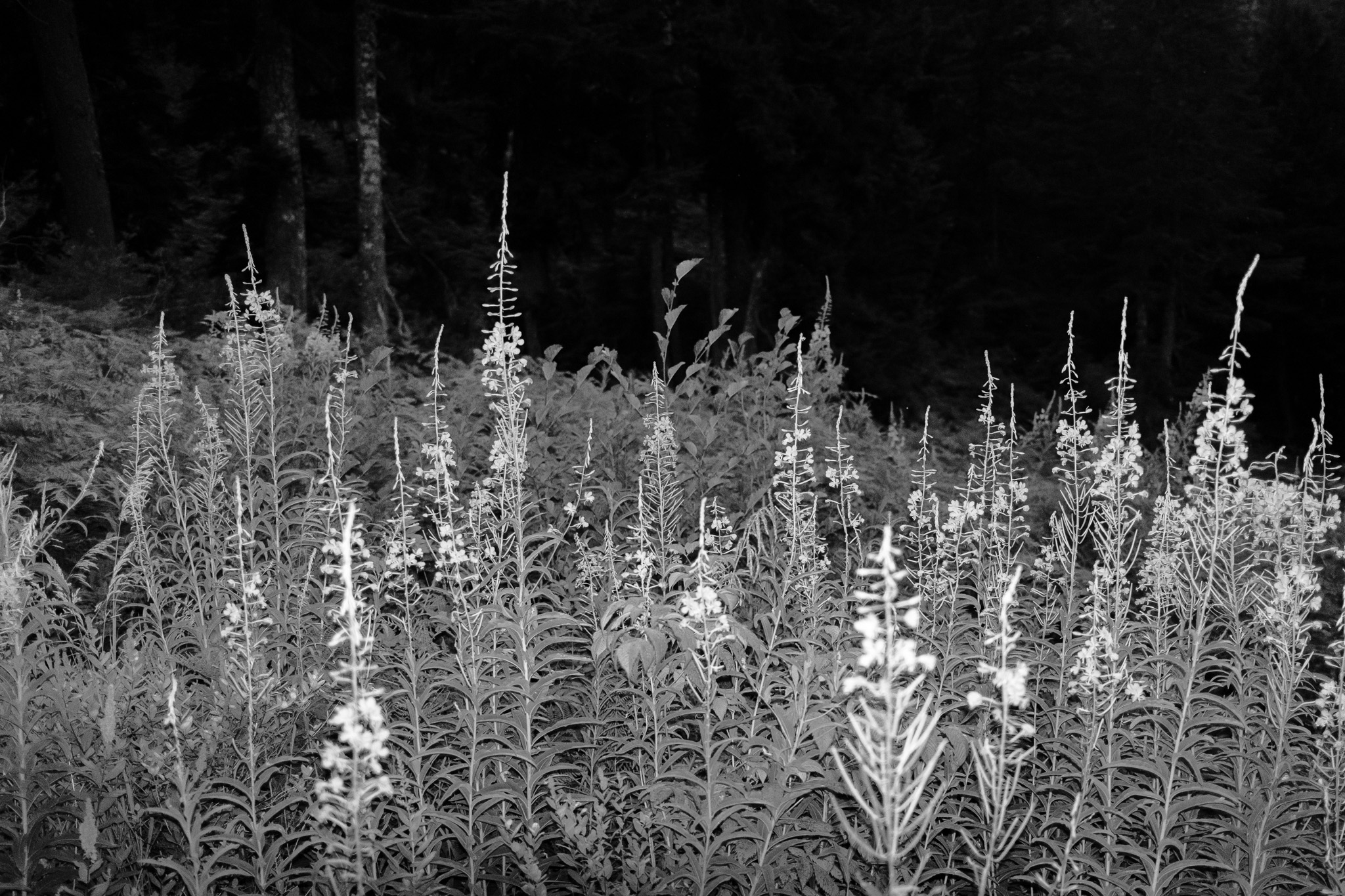 Shadows Among the Blooms