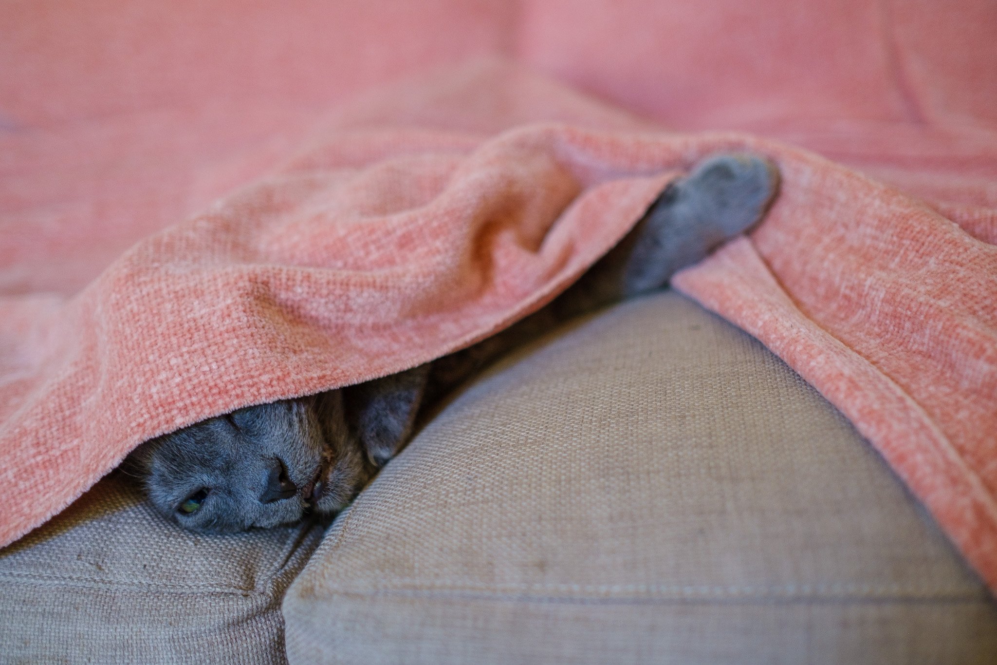 Cozy Gray Feline Retreat