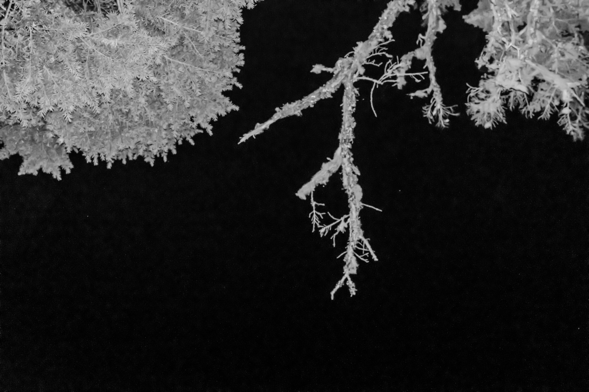 Symmetrical Tree Branches