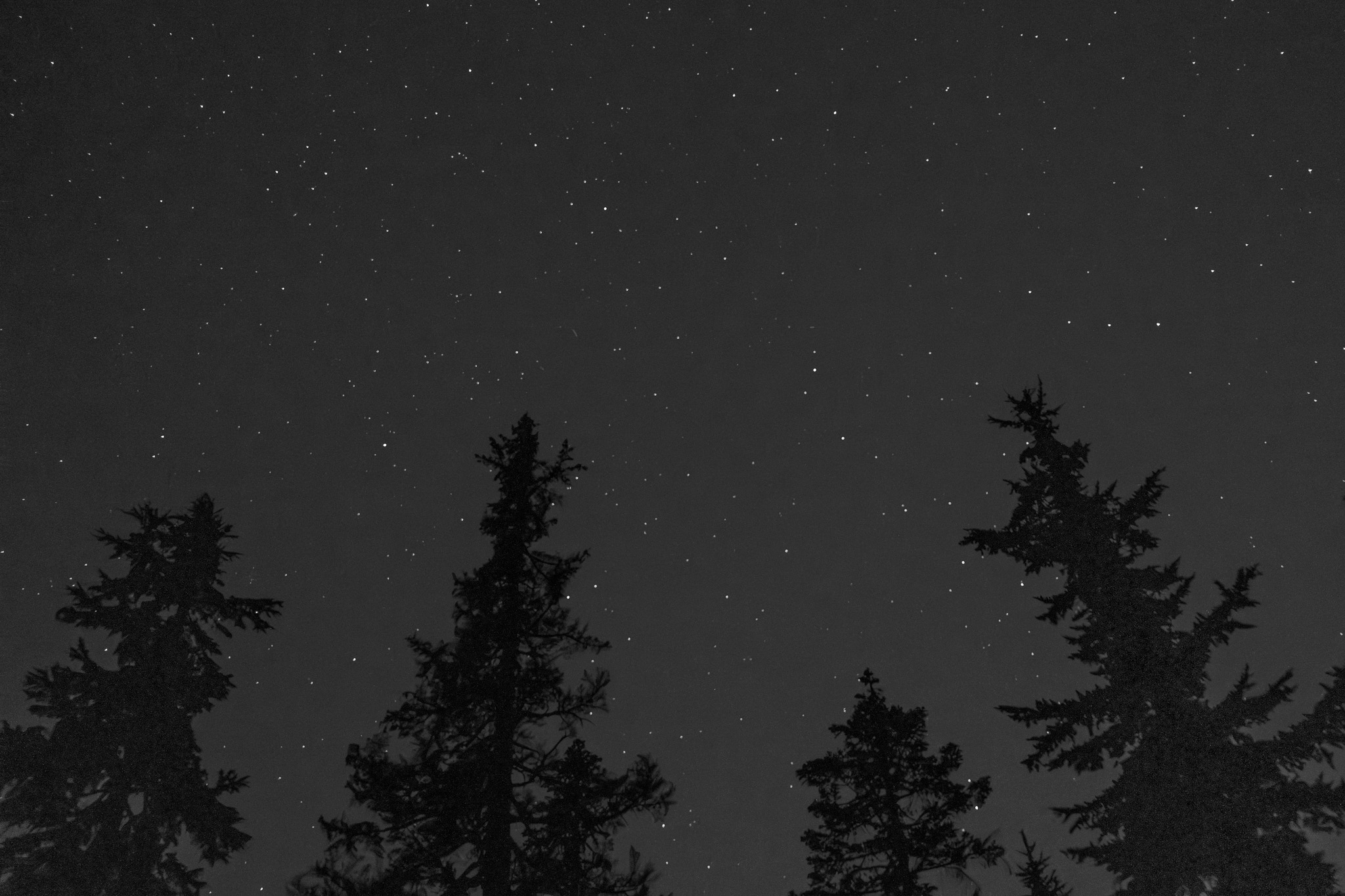Split Sky with Tree Silhouettes