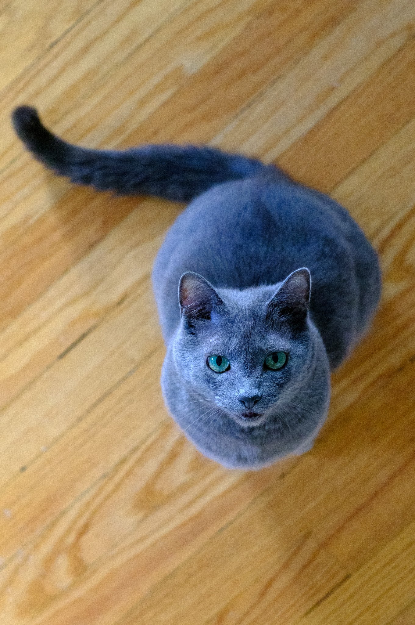 Gray Cat's Regal Gaze