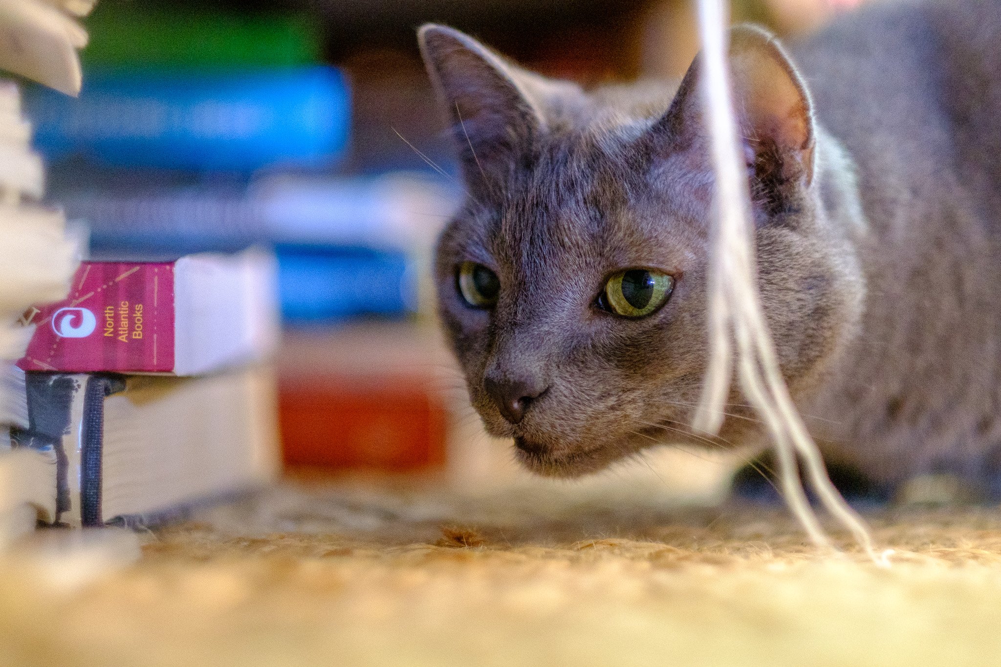 Feline's Curious Discovery