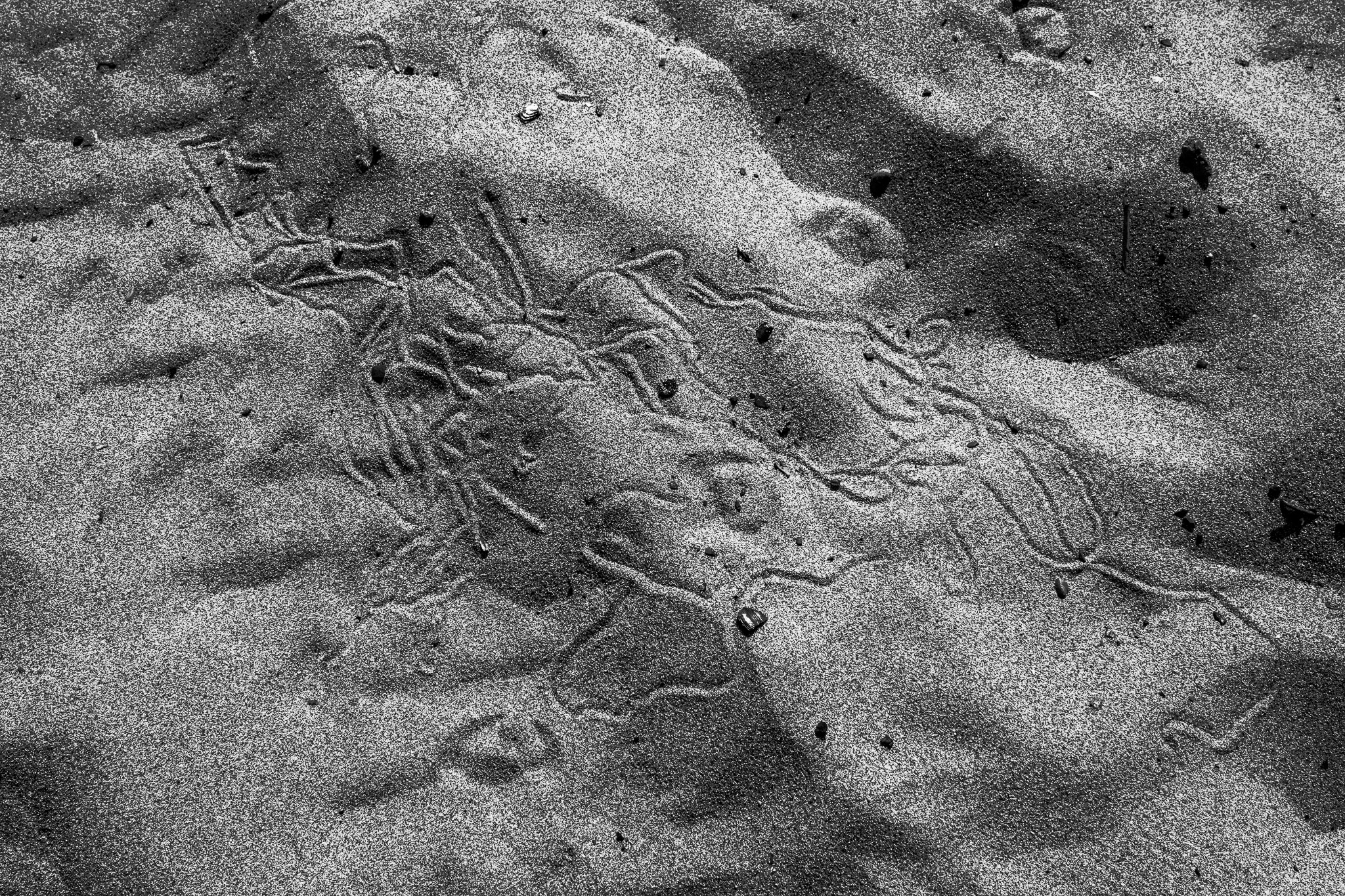 Curved Lines on Sandy Surface