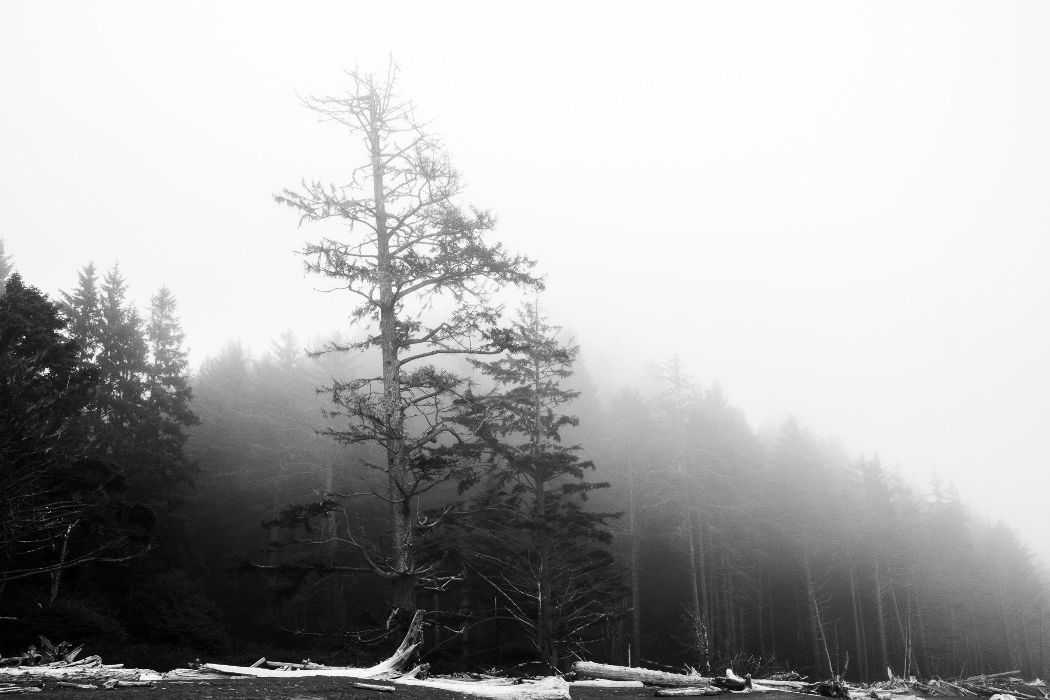 Lonely Tree in Winter Landscape