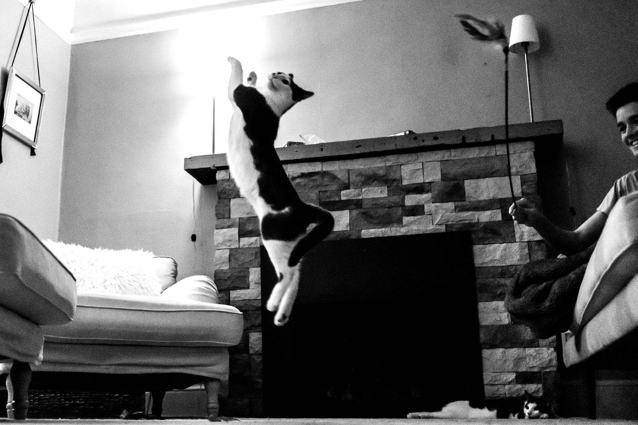 Cat's Joyful Playful Moment