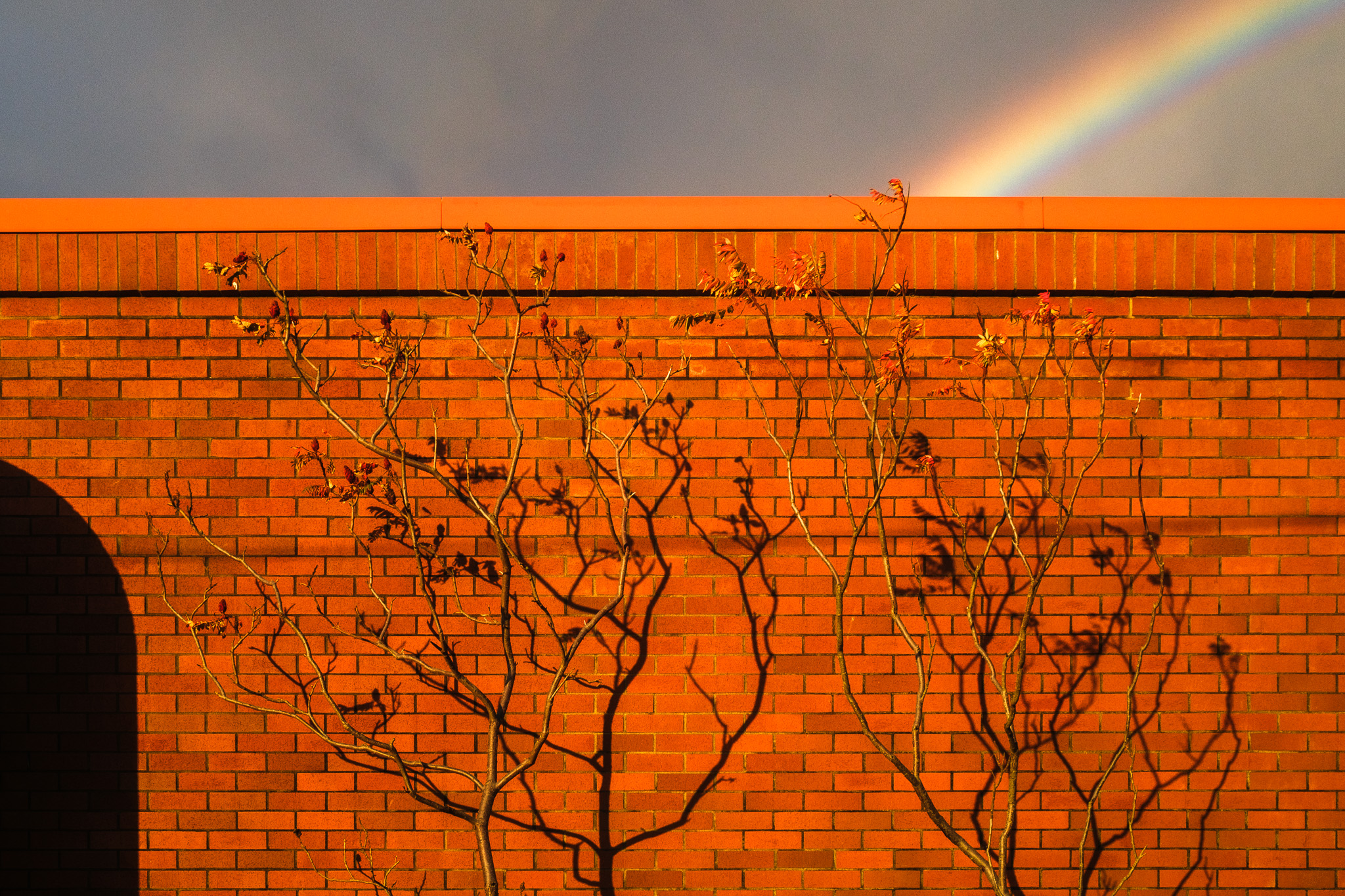 Two trees