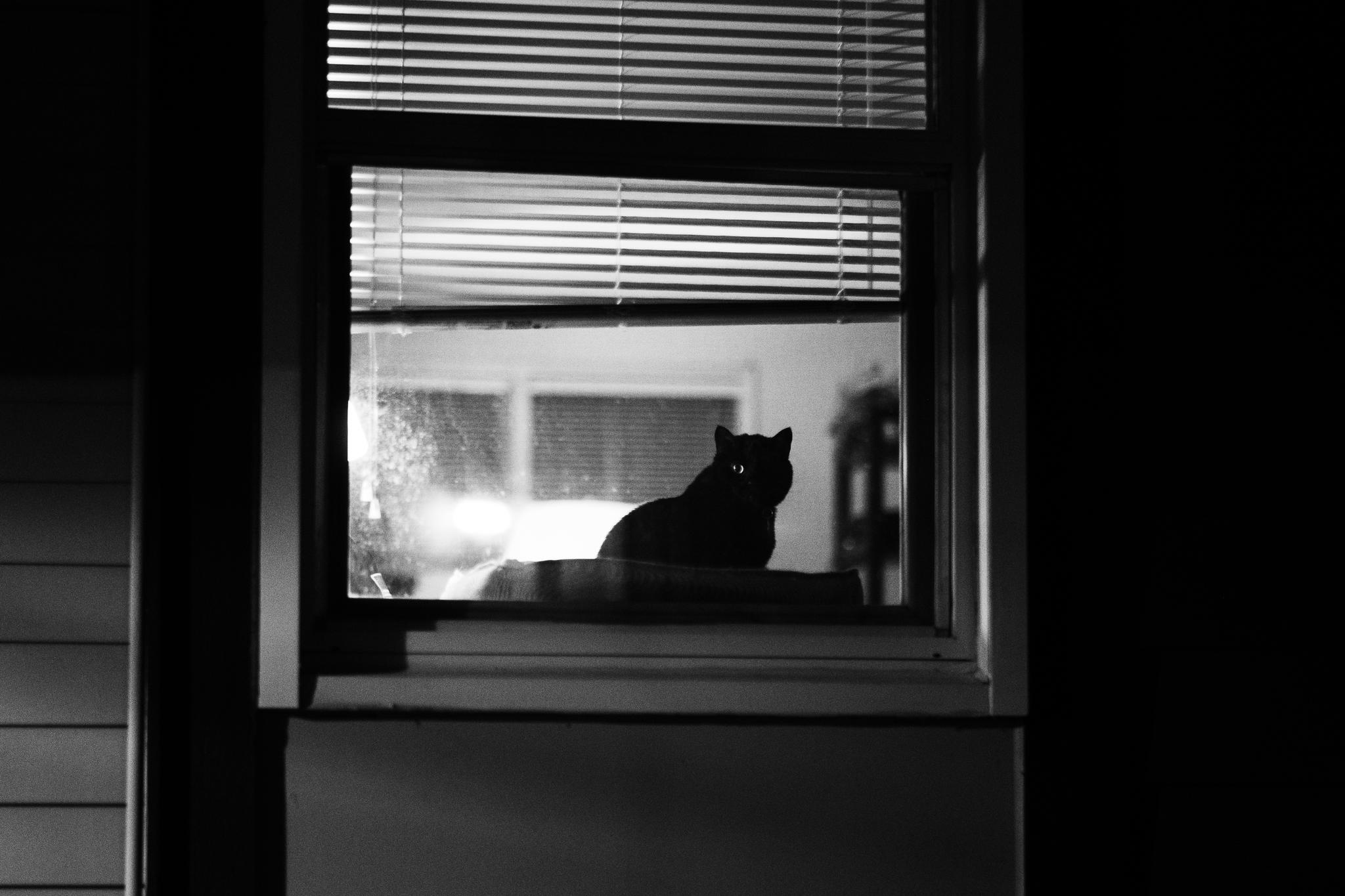 Cat's Gaze Through Reflection