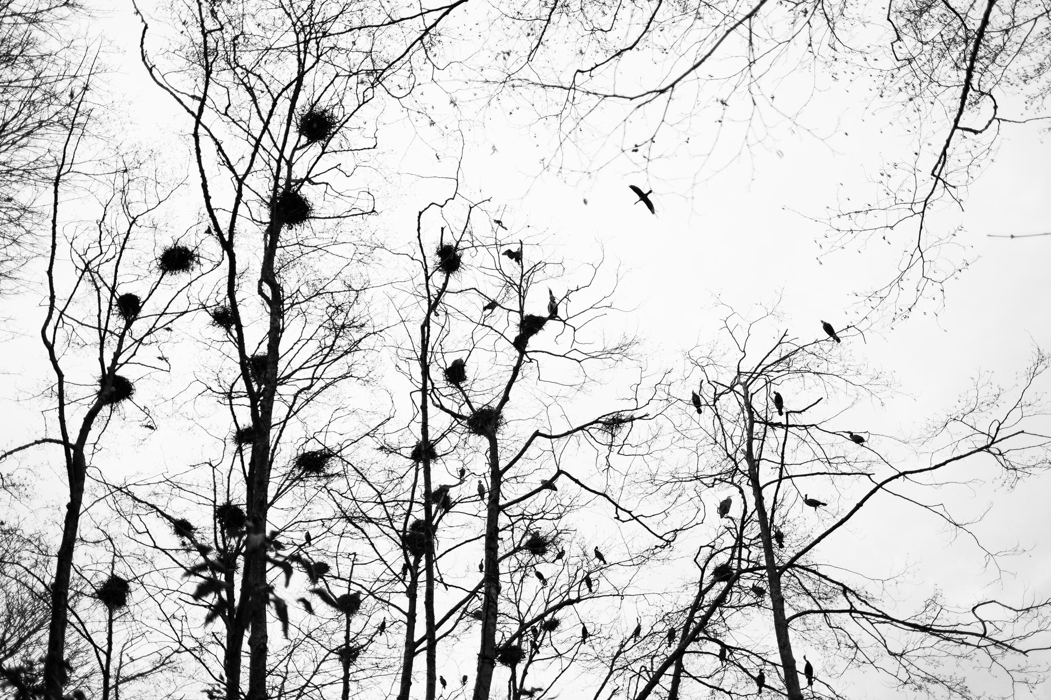 Cormorants in the Heron Colony