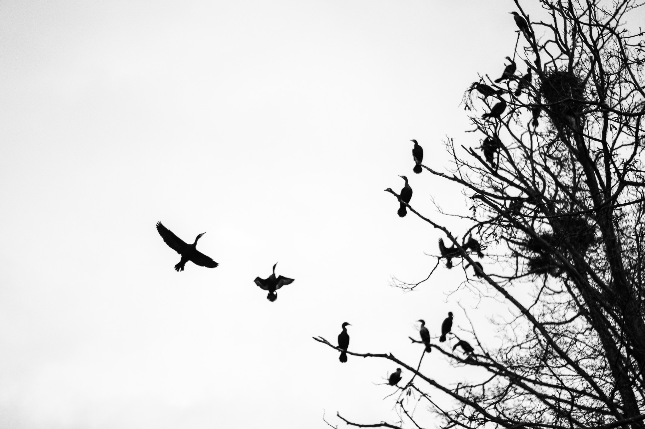 Black and White Flock Formation