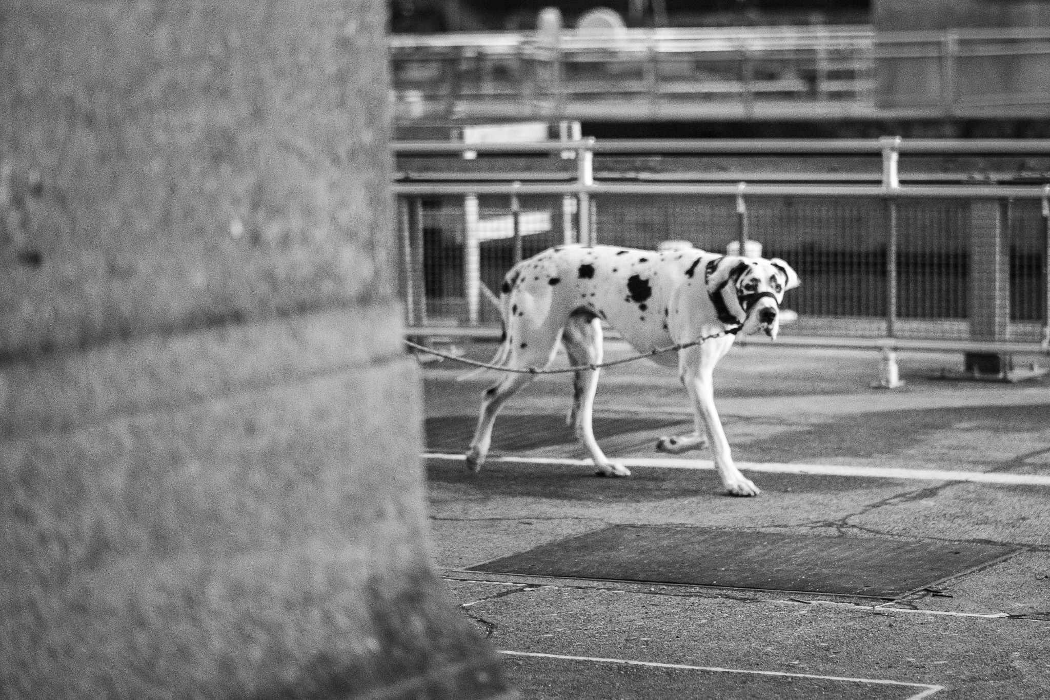 Dog Walking on the Sidewalk