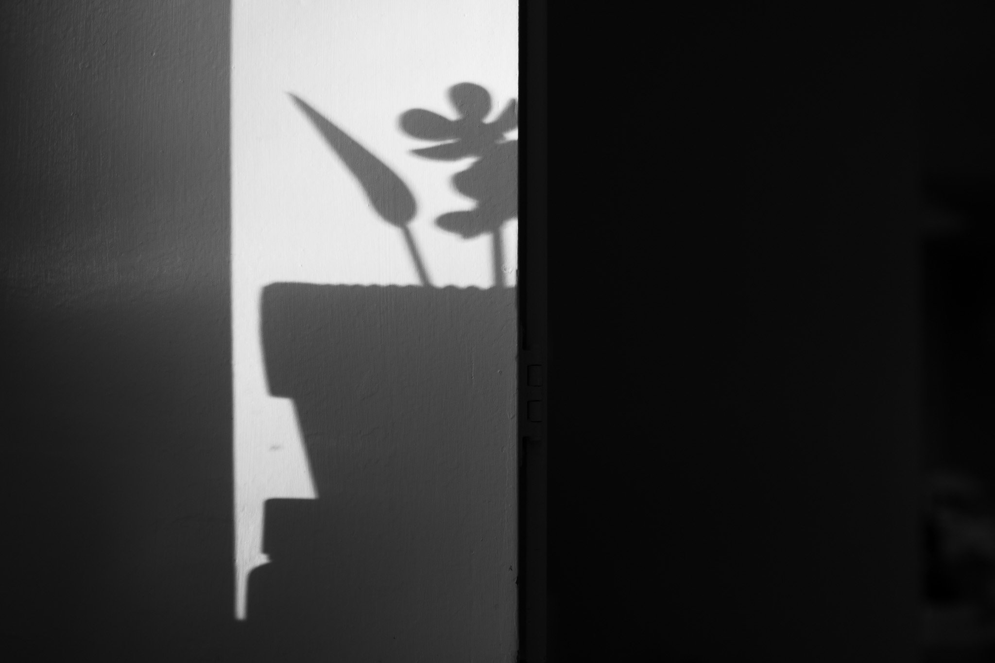 Shadow of a Blooming Plant