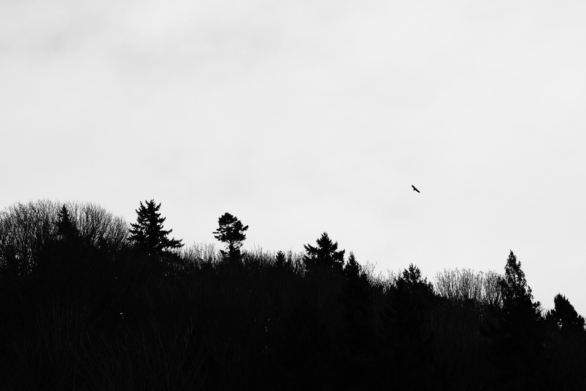 Silhouette of Trees on Hill